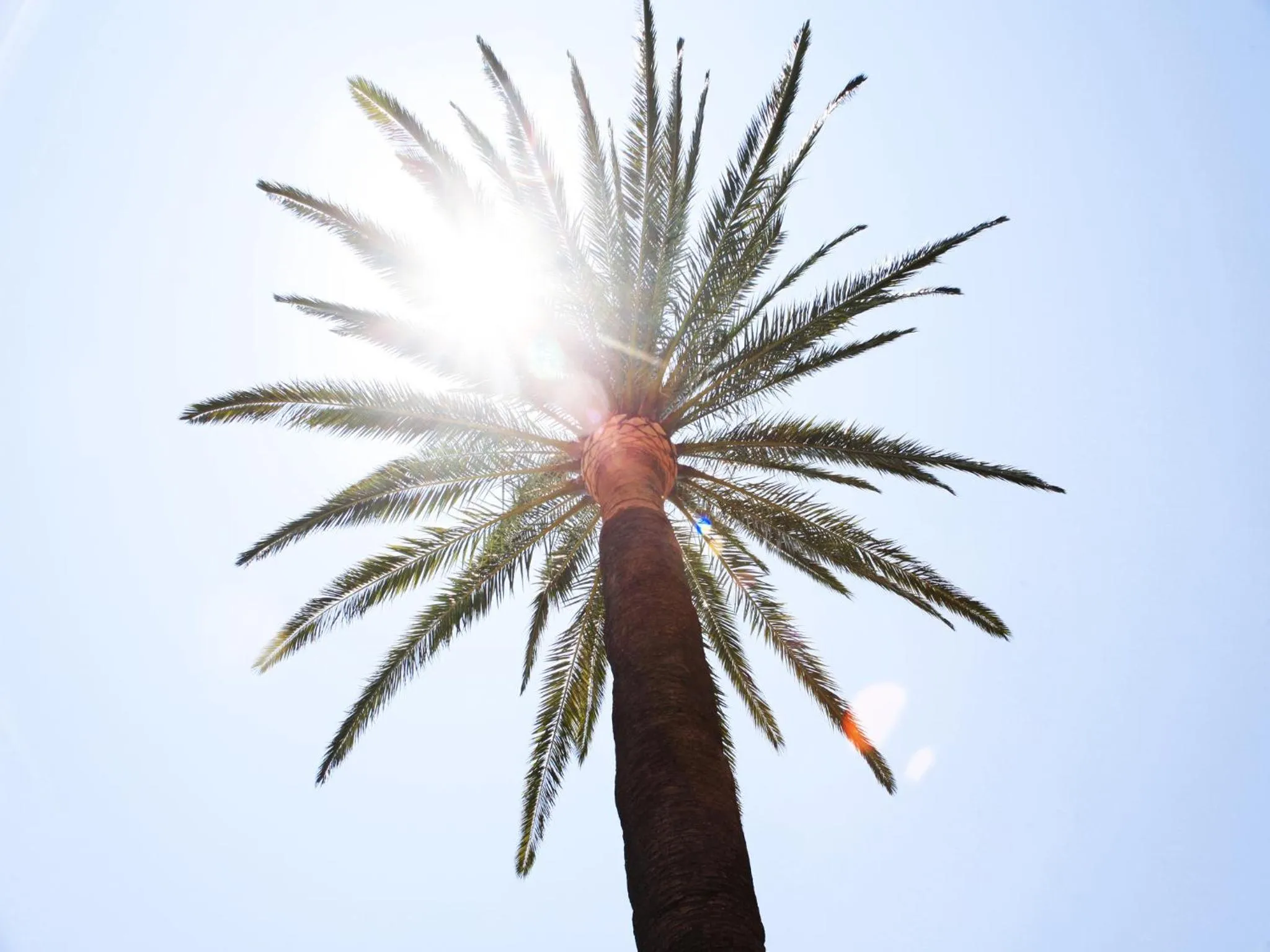 Garden in Hotel Smart