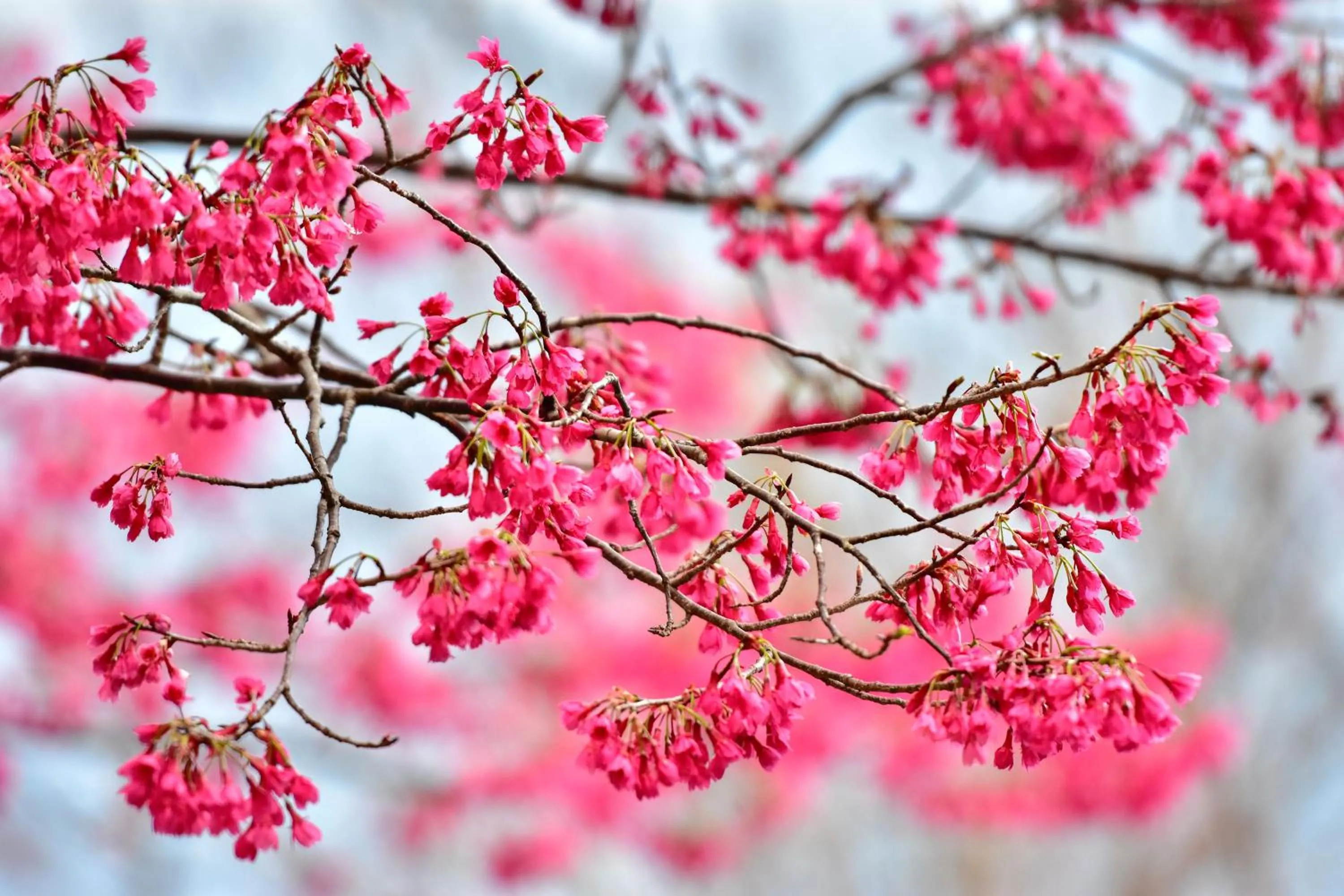 Garden in Beverly B&B