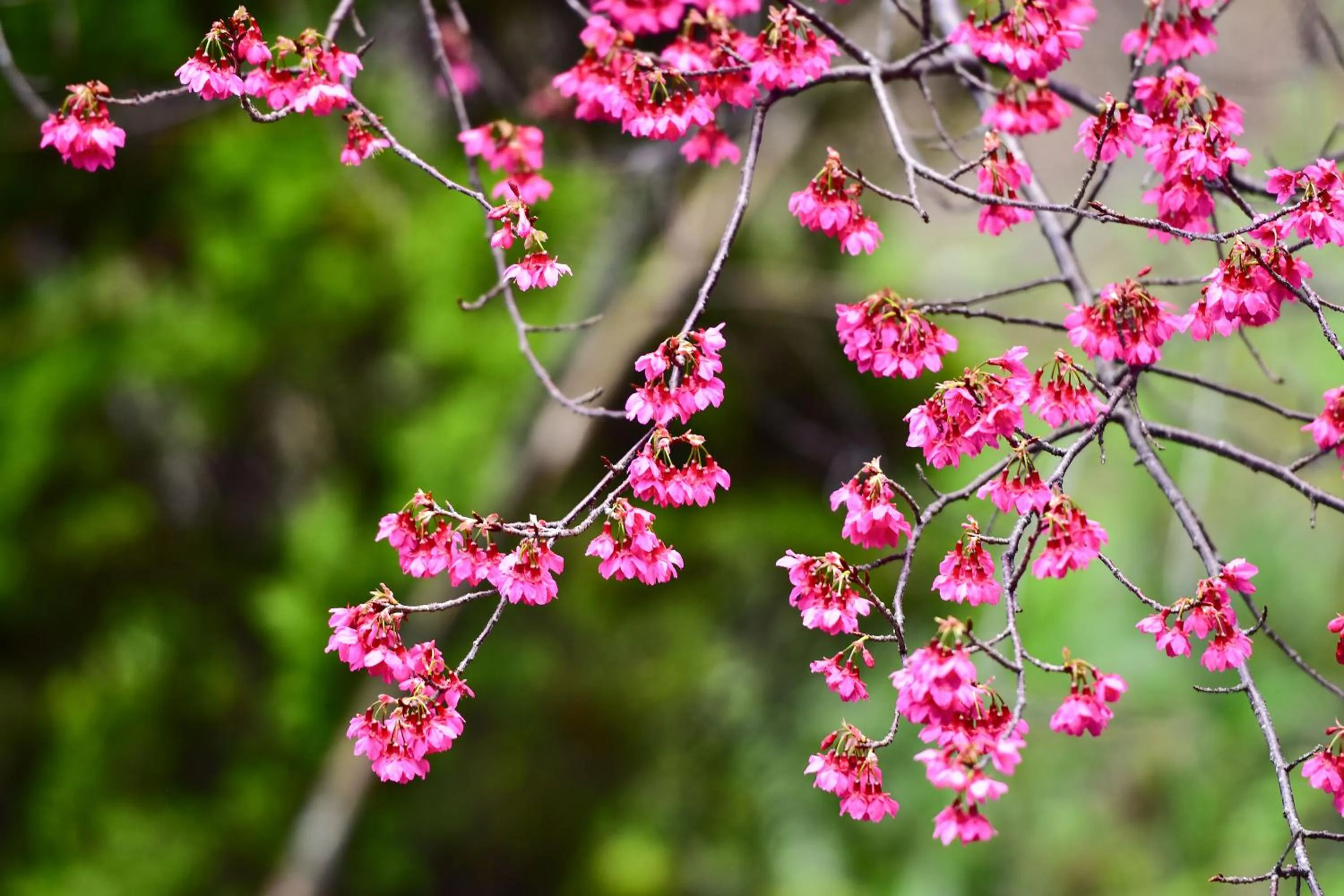 Garden in Beverly B&B