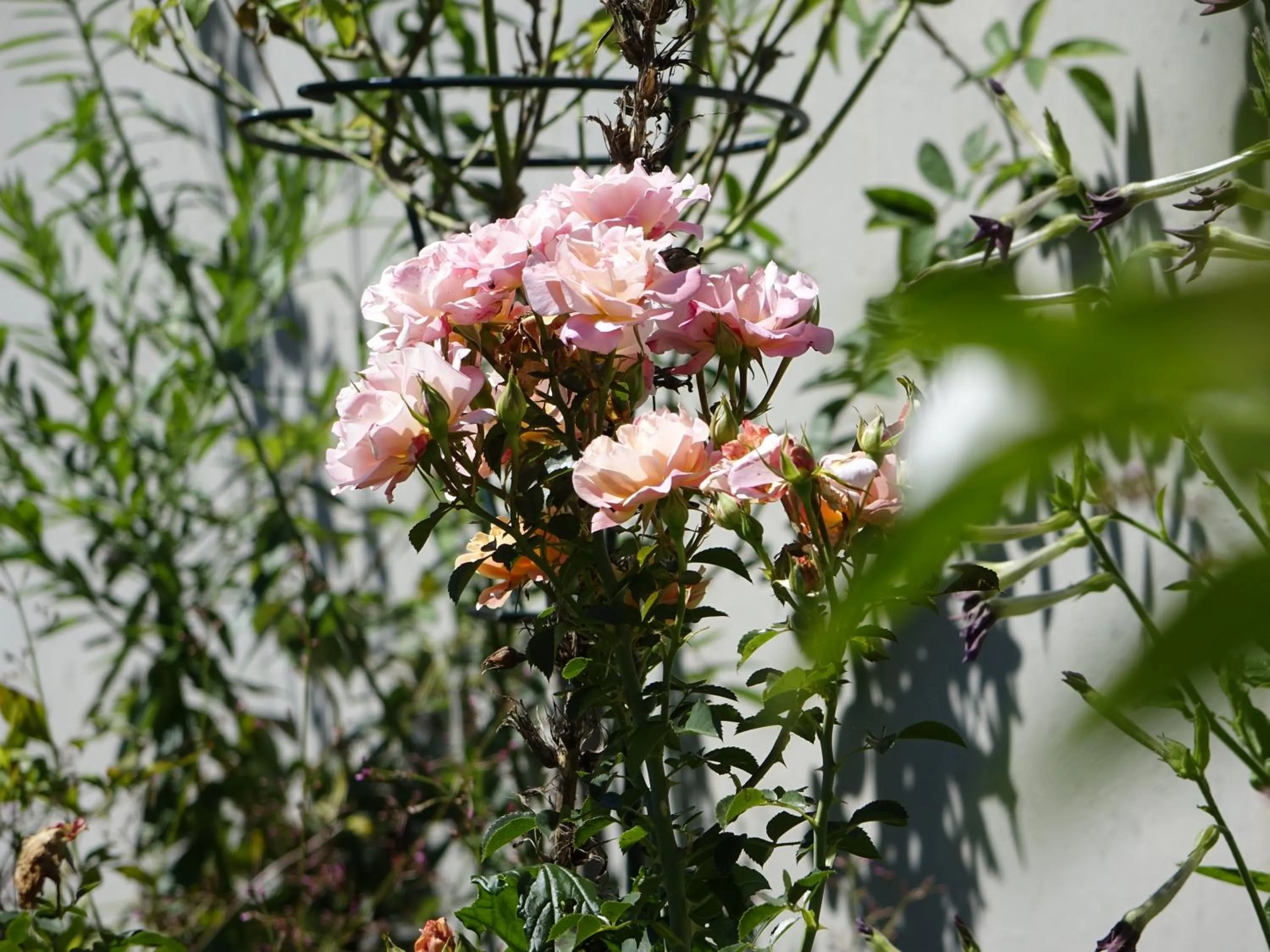 Garden in Notting Hill Lodge