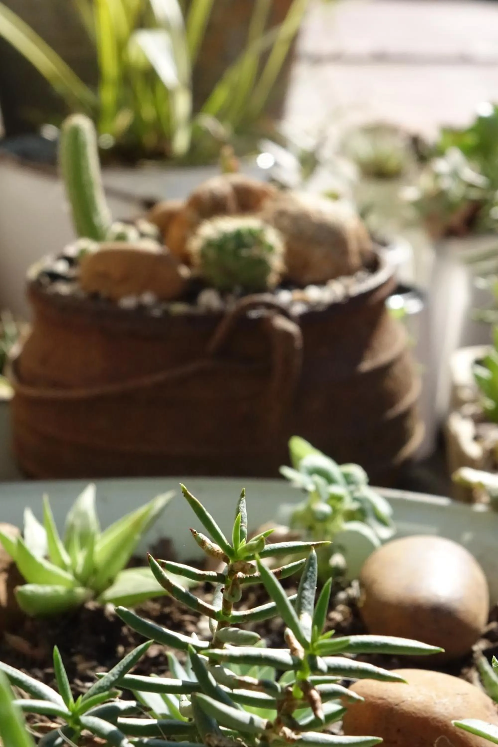 Garden view in Notting Hill Lodge