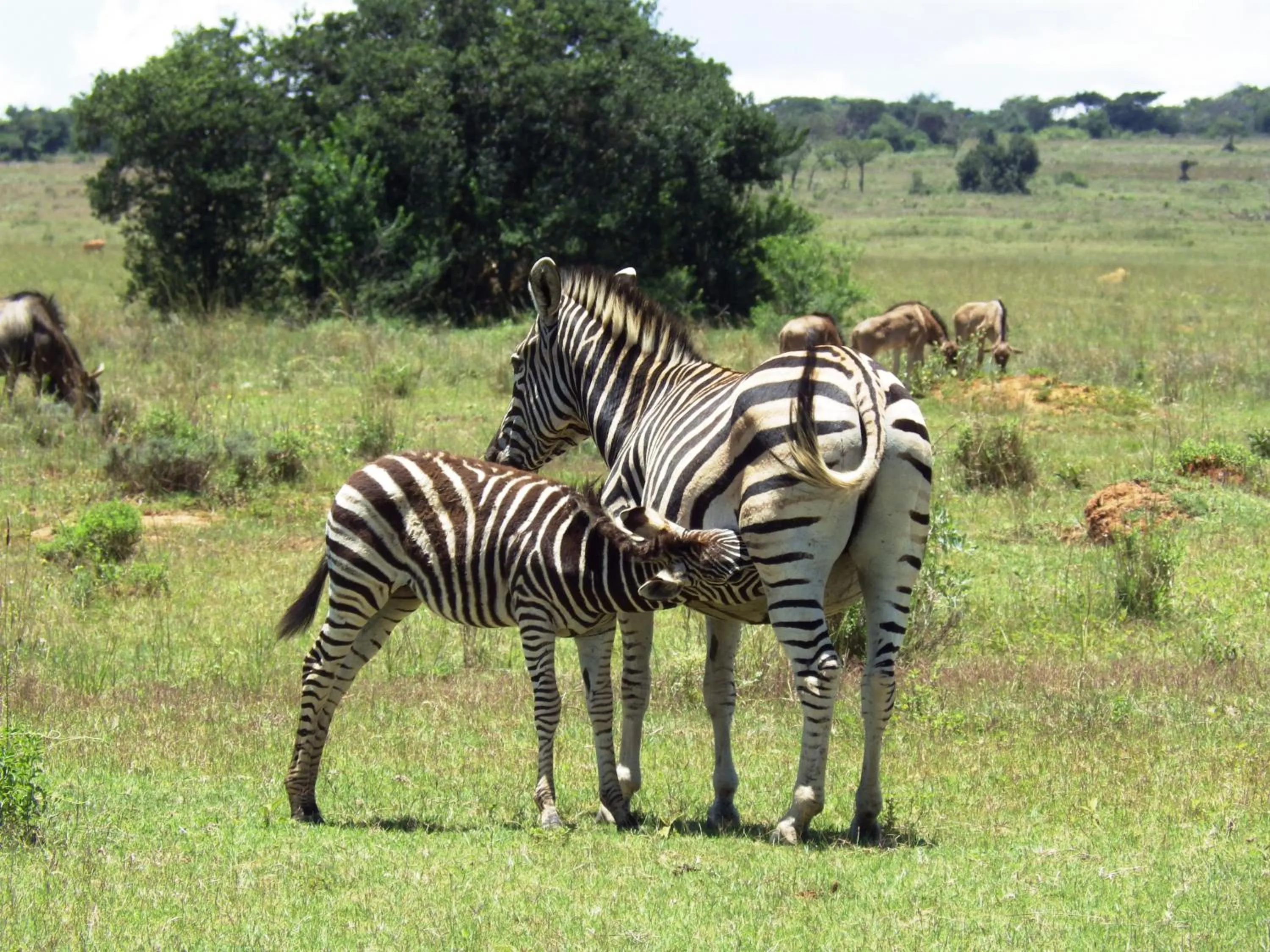 Activities in Legend Simba Safari - Legend Golf Safari Resort