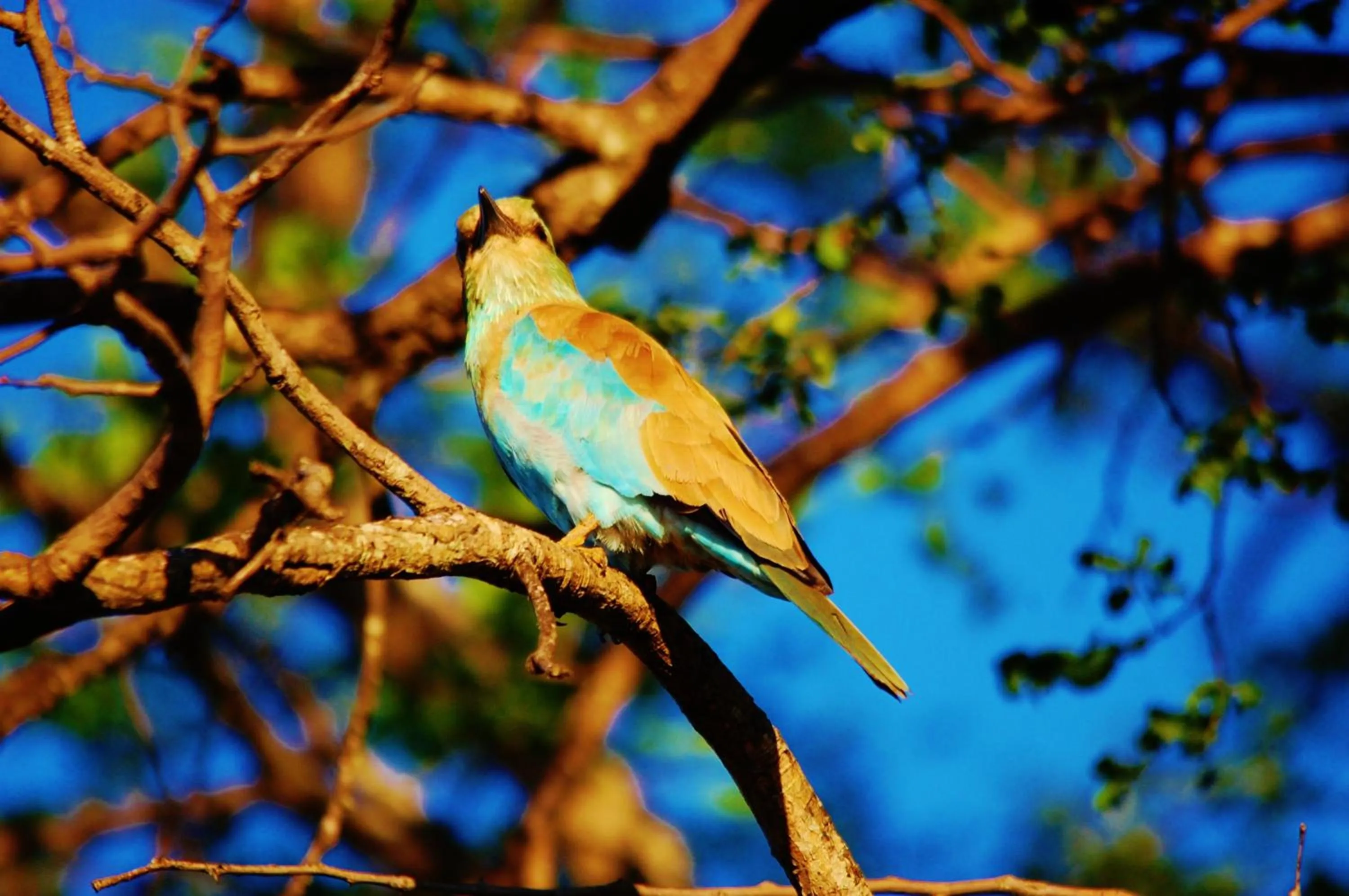 Activities in Legend Simba Safari - Legend Golf Safari Resort