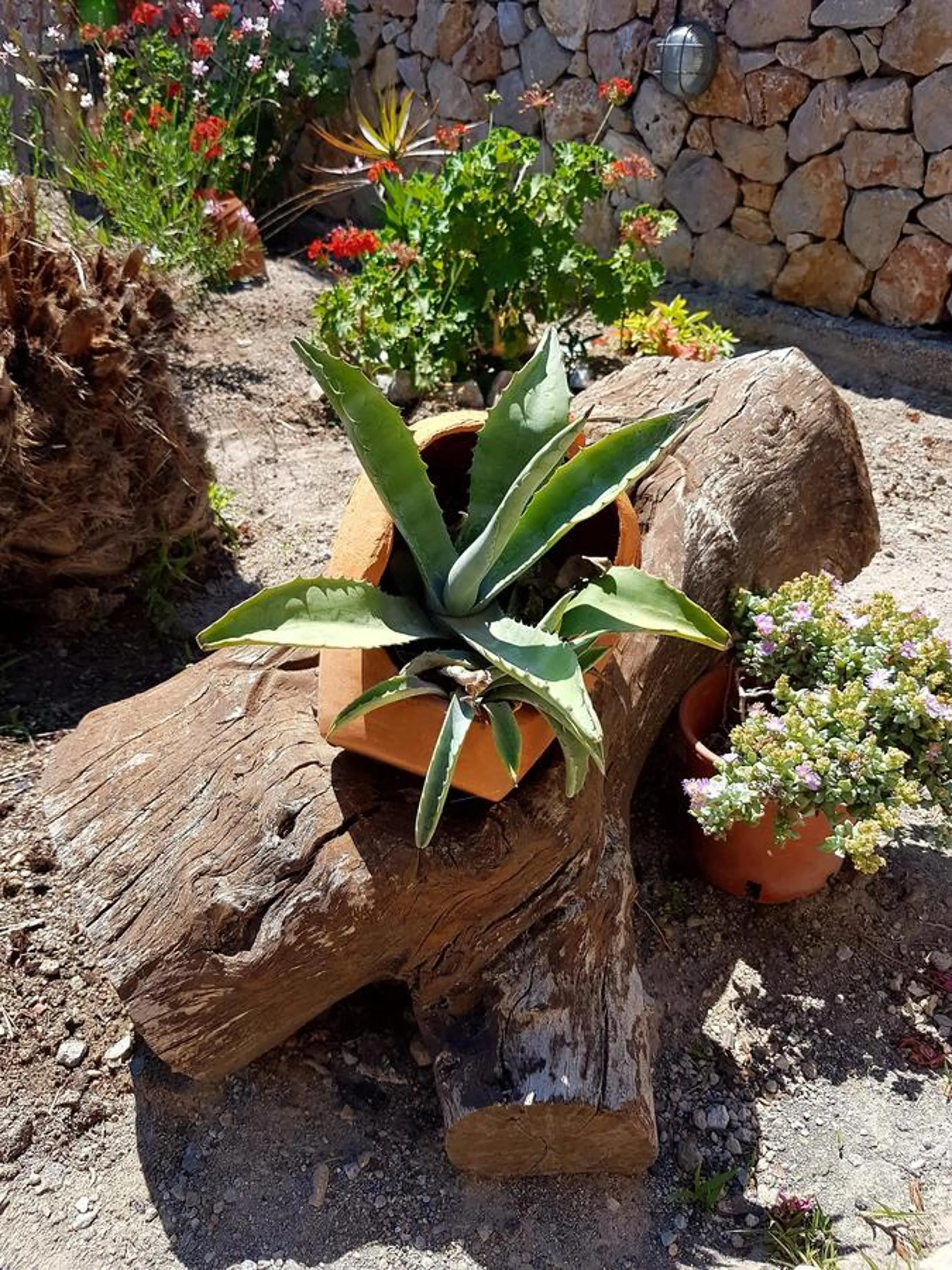 Garden in Ira Apartments