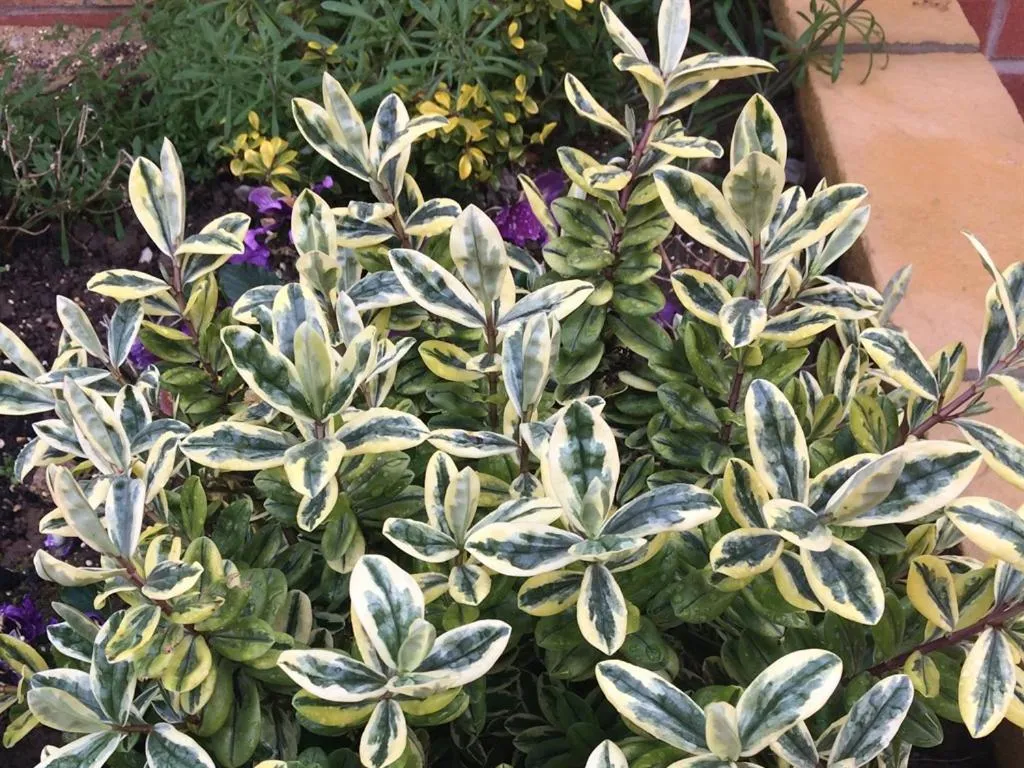 Property building in PREMIER HOTEL not Premier Inn