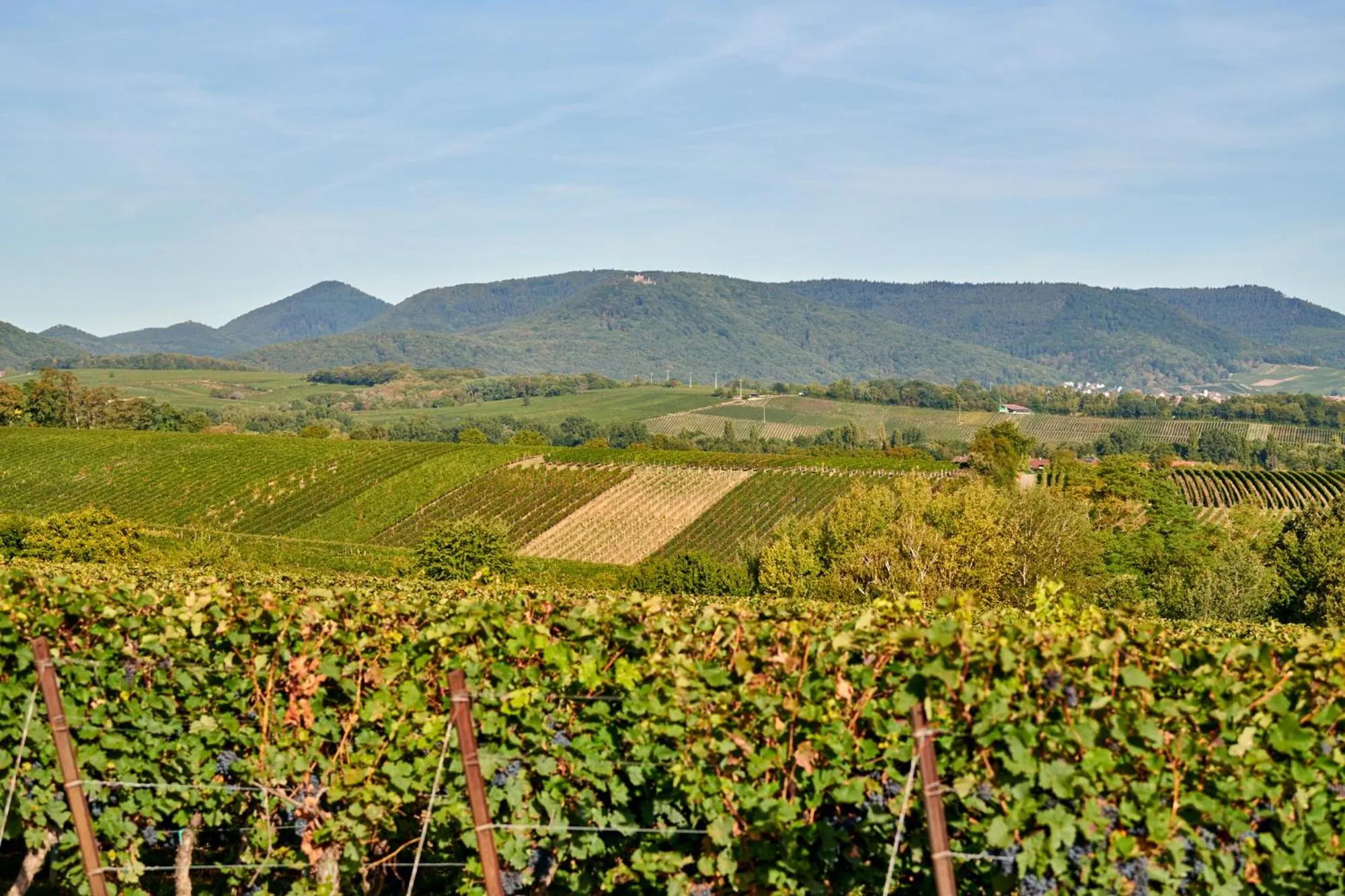 Hiking in Weingasthaus Wisser