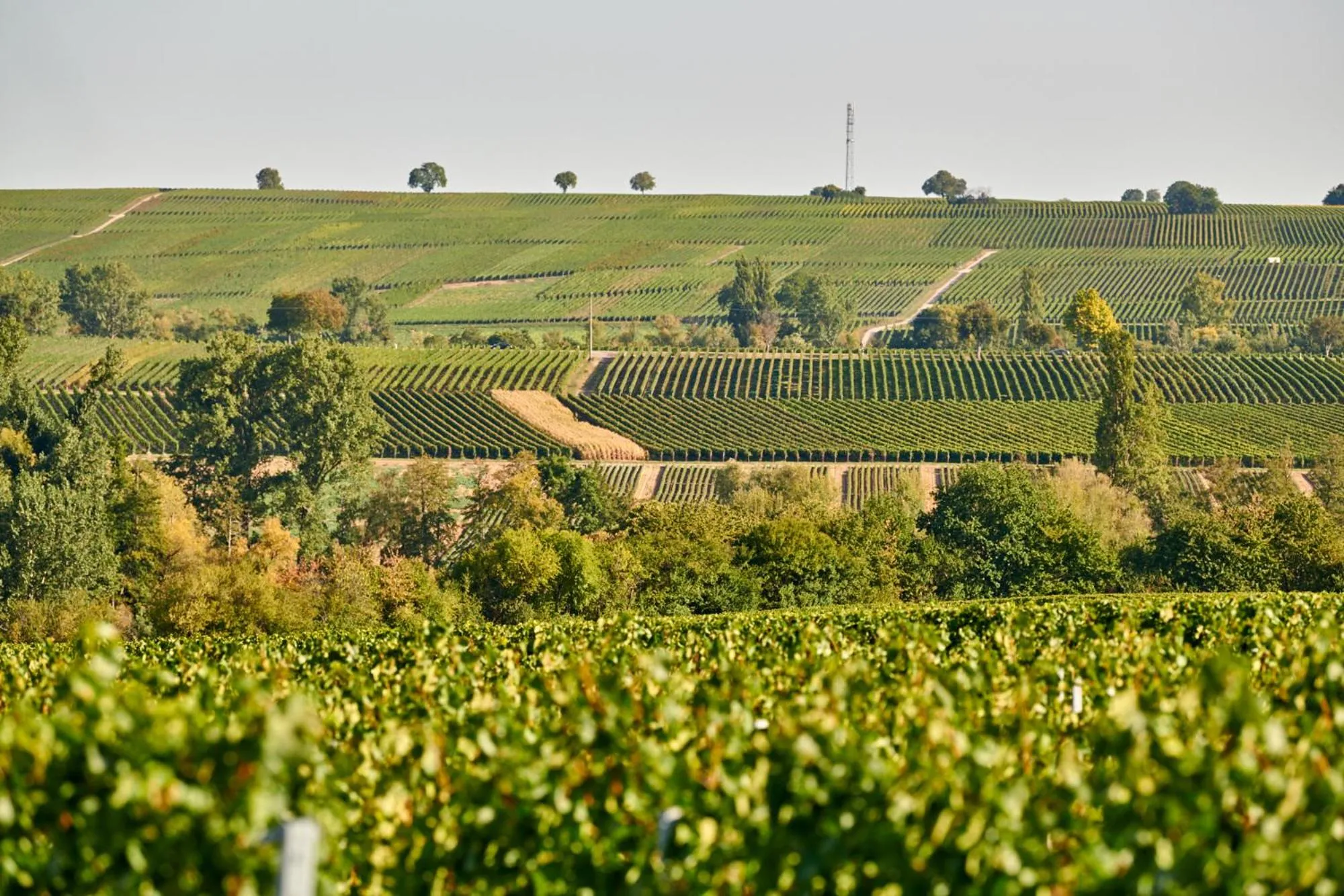 Hiking in Weingasthaus Wisser