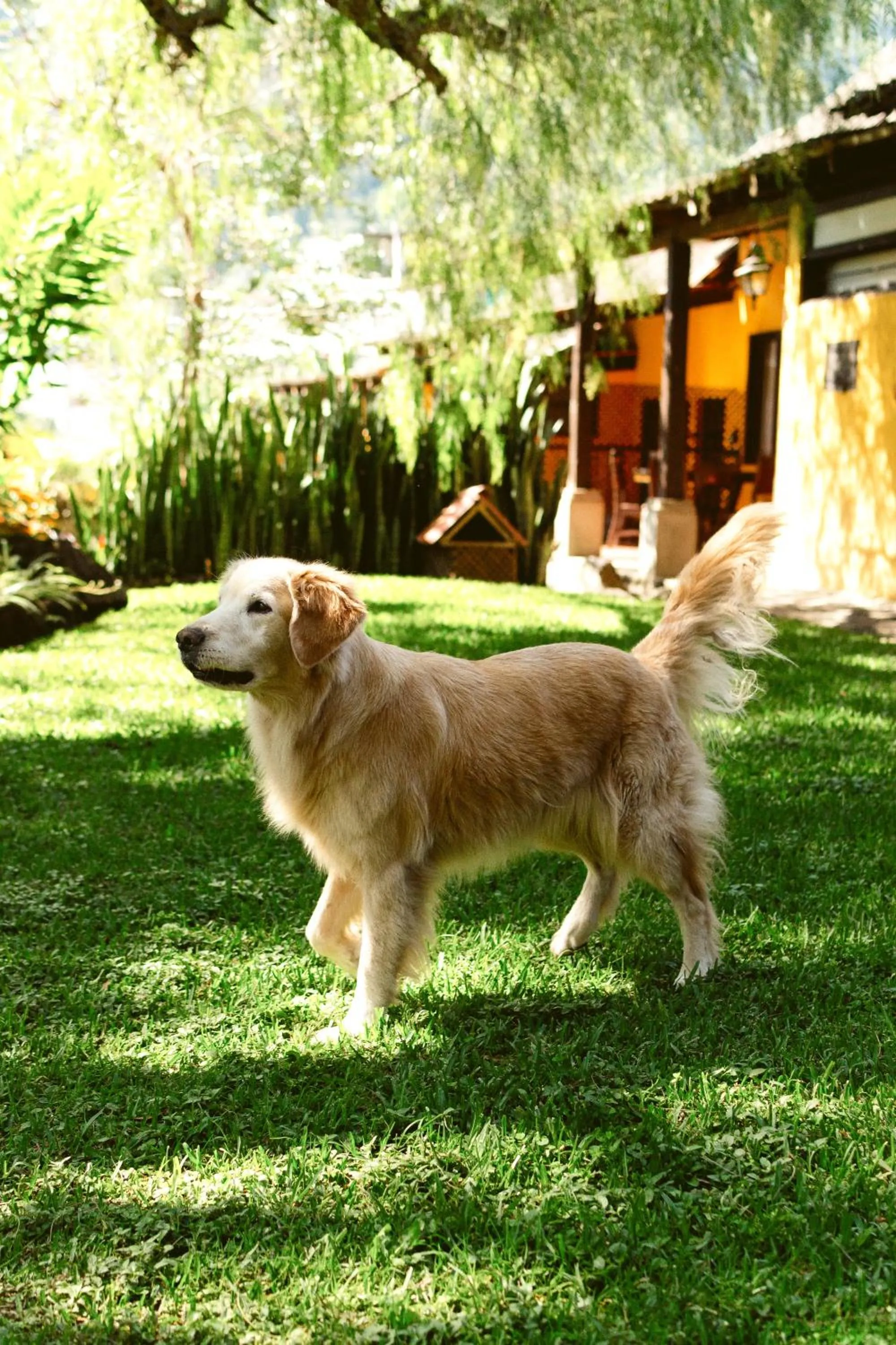 Pets in Hotel Toliman