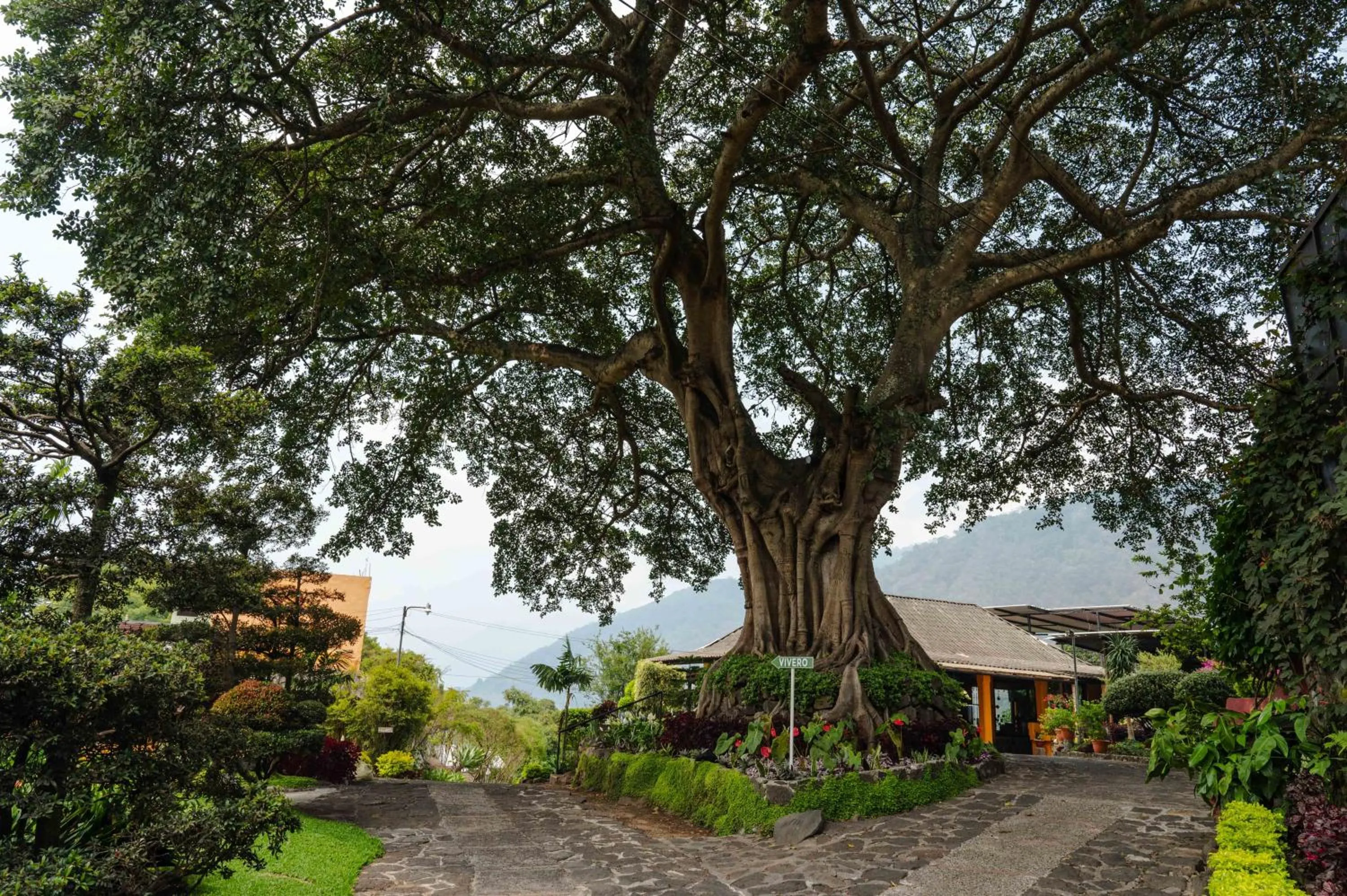 Garden in Hotel Toliman