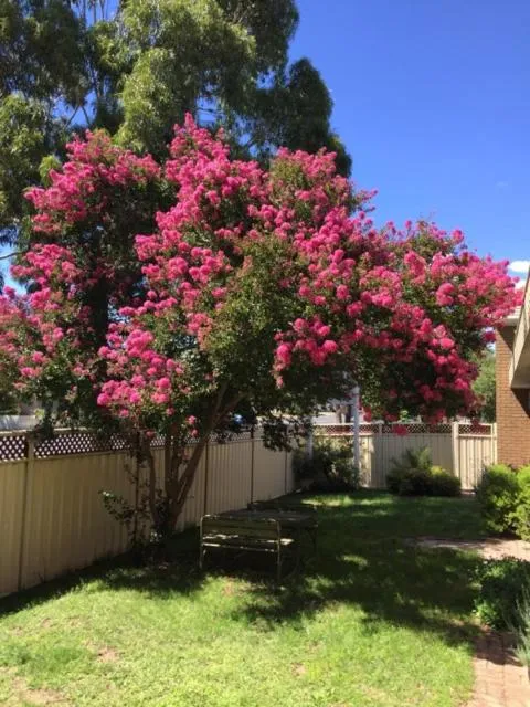 Spring in Eaglehawk Motel Bendigo