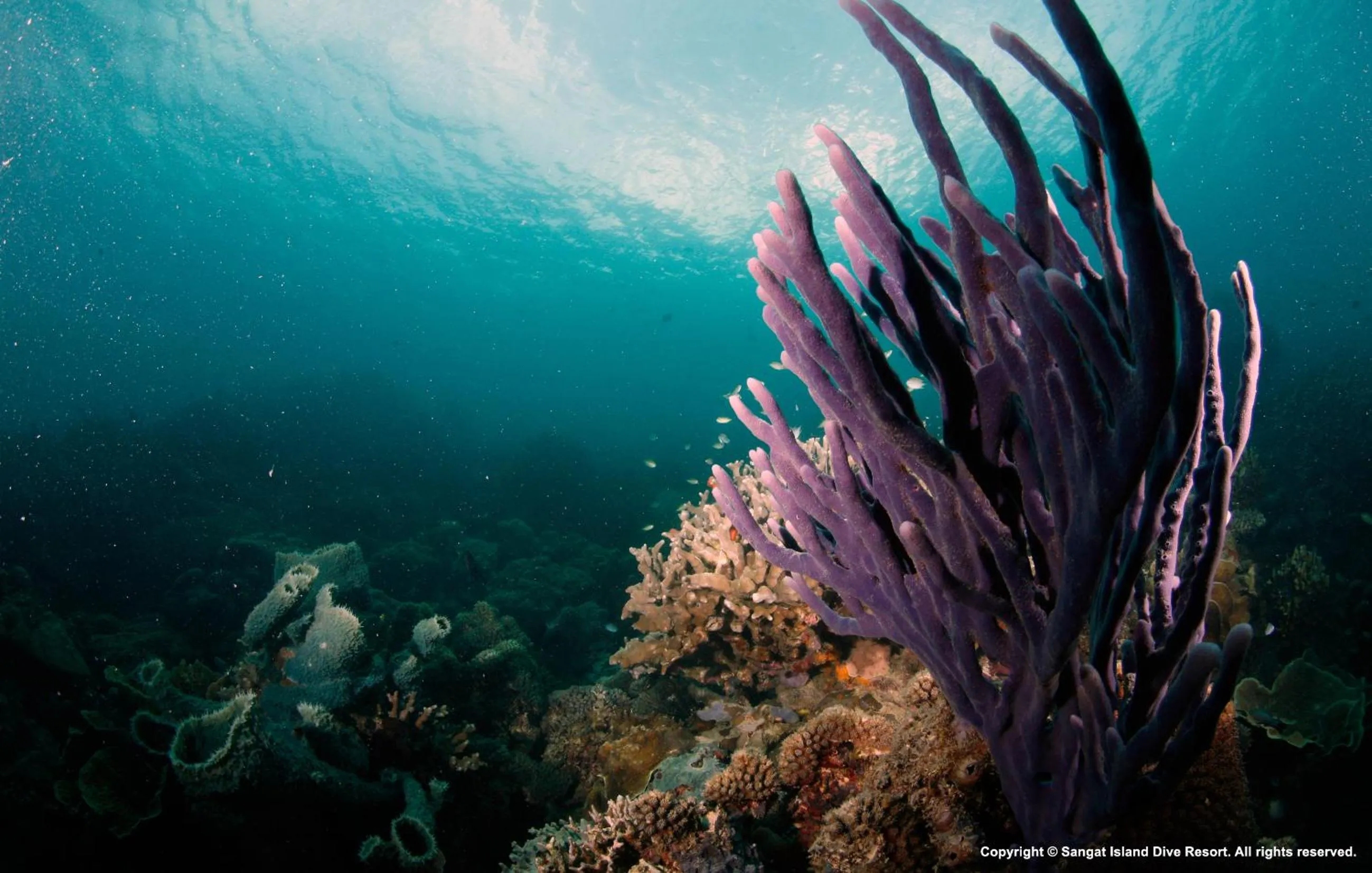 Other in Sangat Island Dive Resort