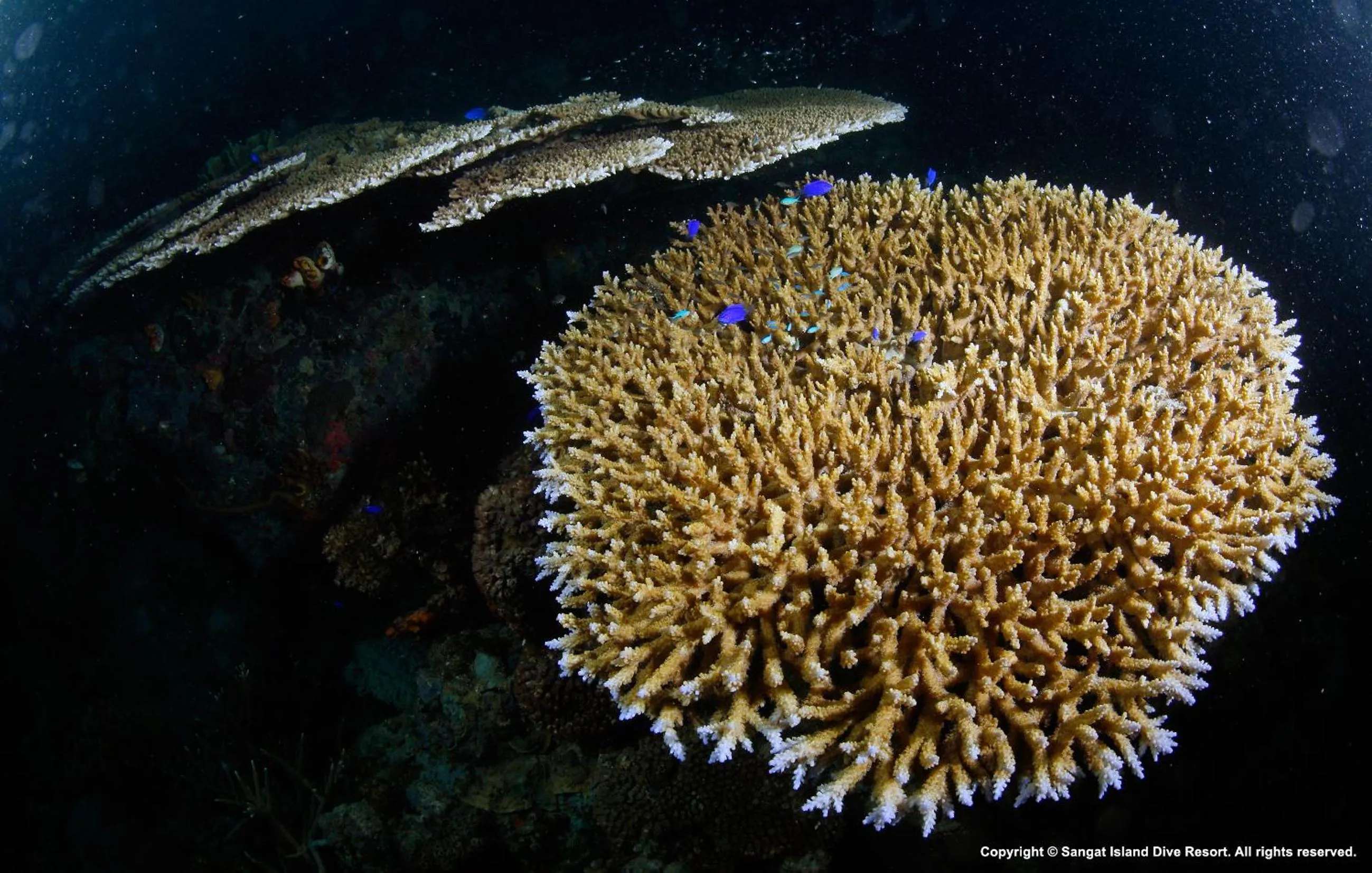 Other in Sangat Island Dive Resort