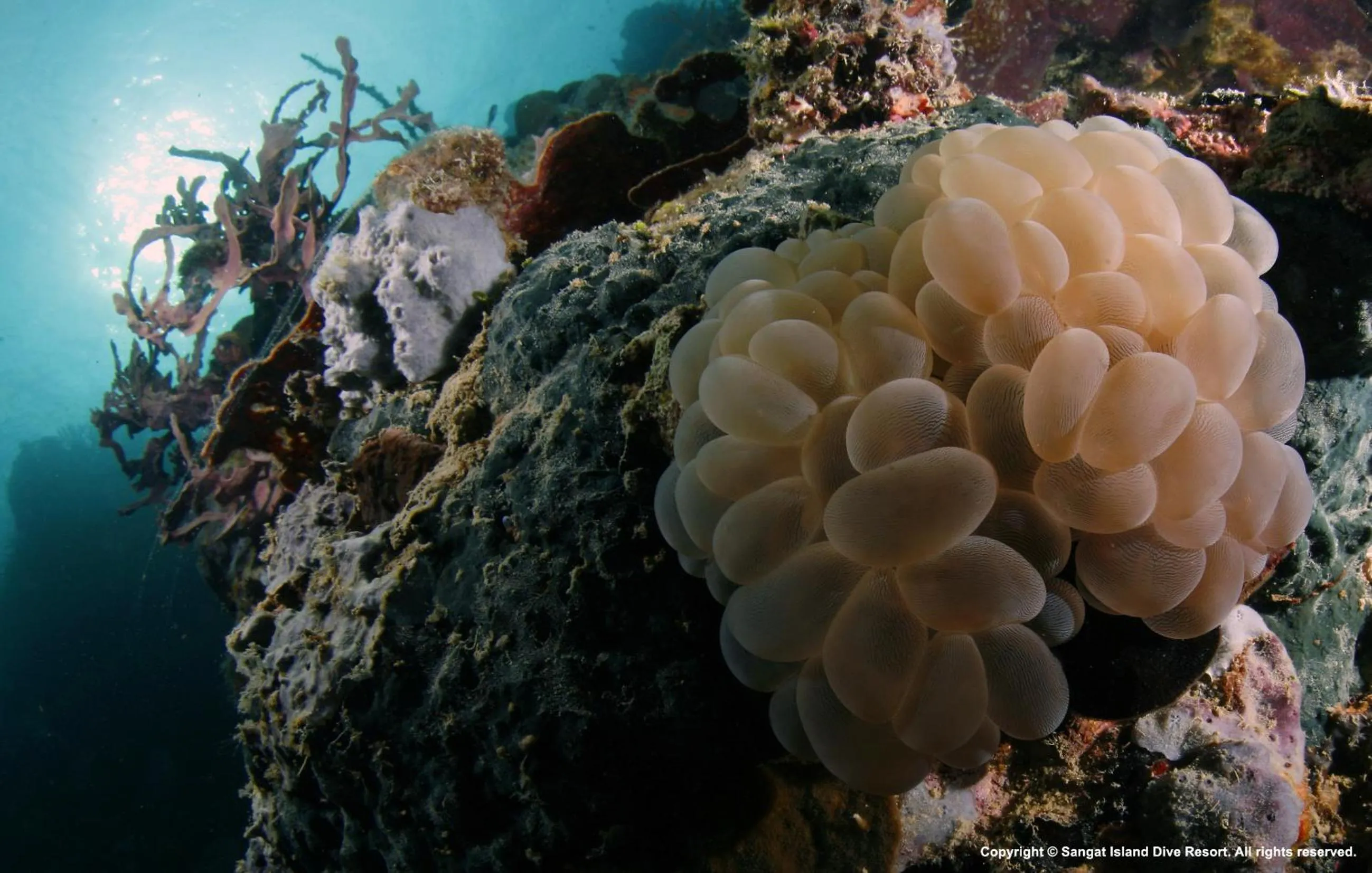 Other in Sangat Island Dive Resort