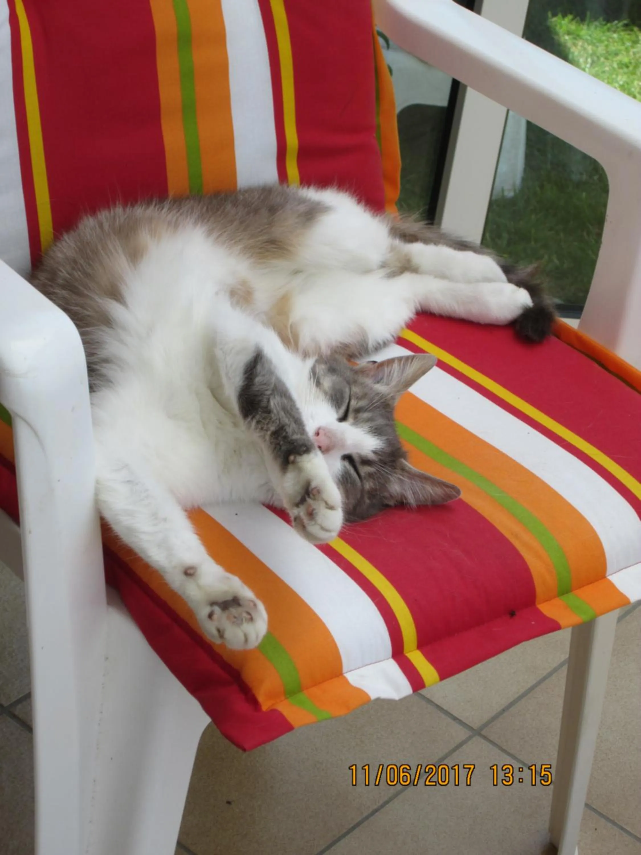 Pets in studios les Hortensias