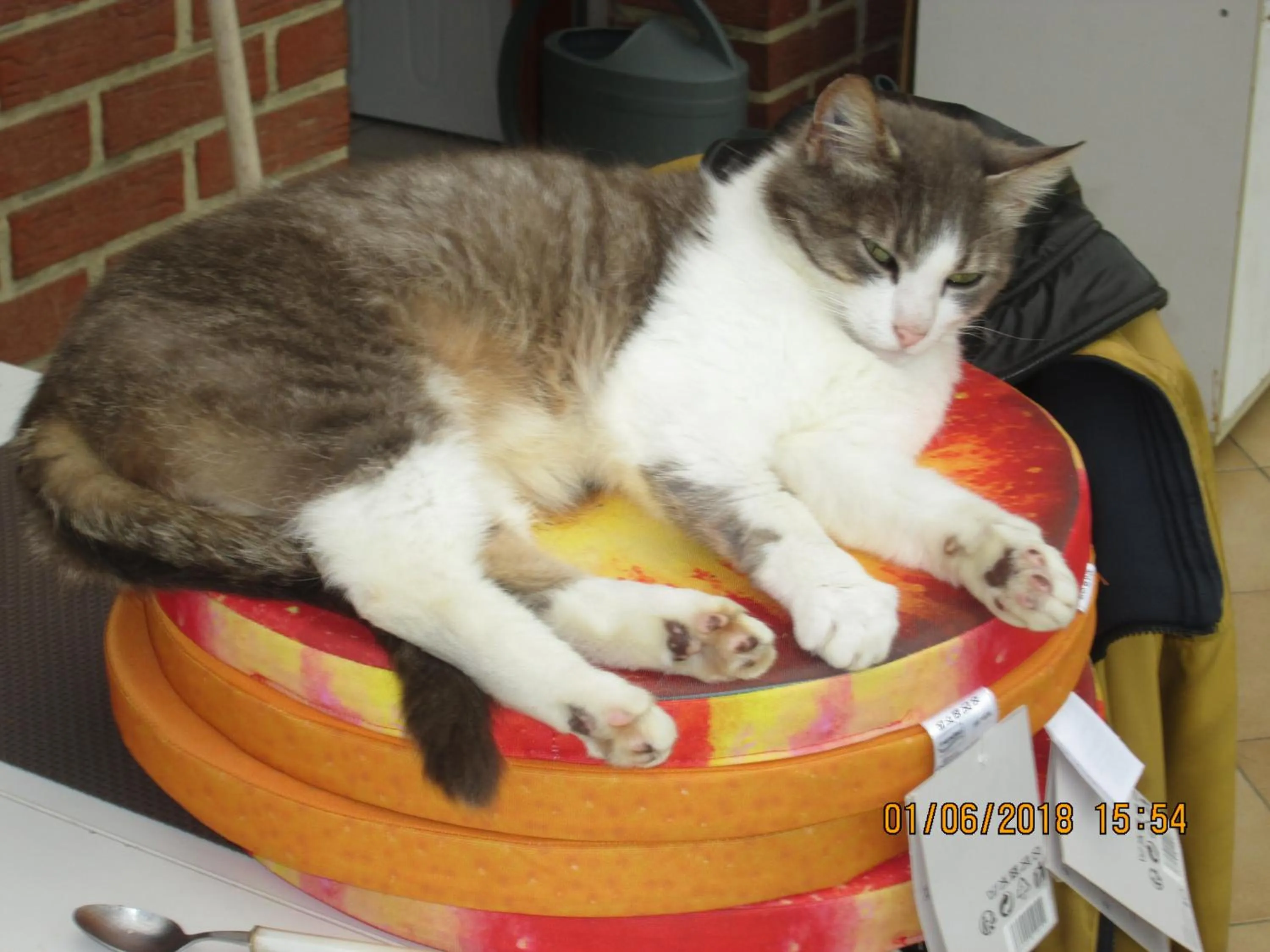 Pets in studios les Hortensias