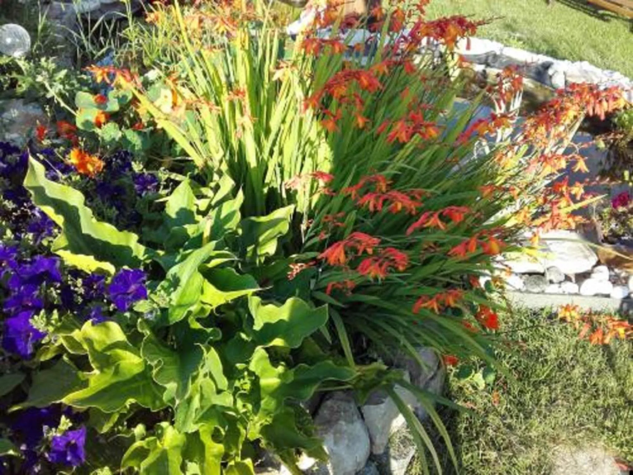 Garden view in studios les Hortensias