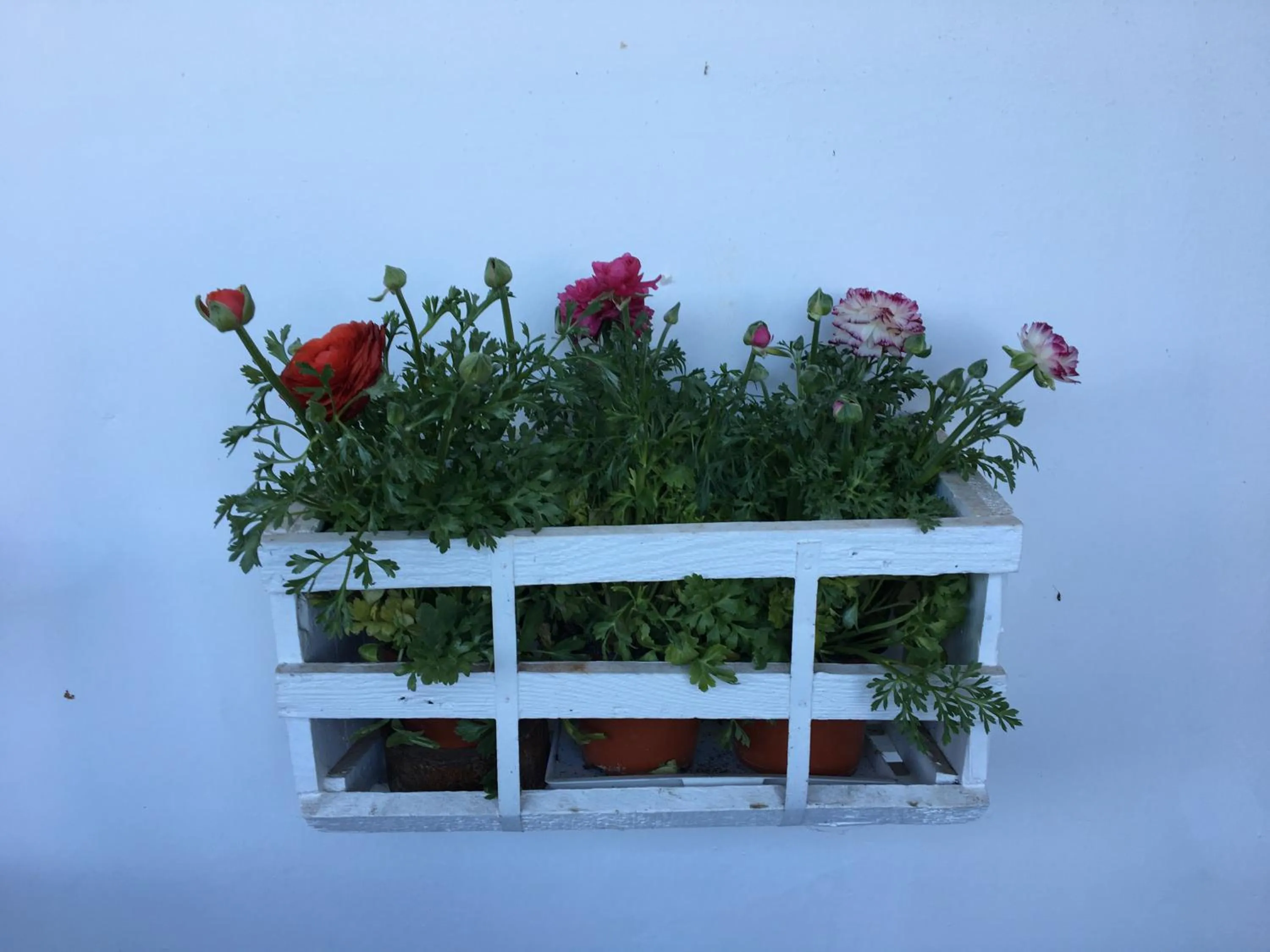 Garden in B&B Cafe' Fausu