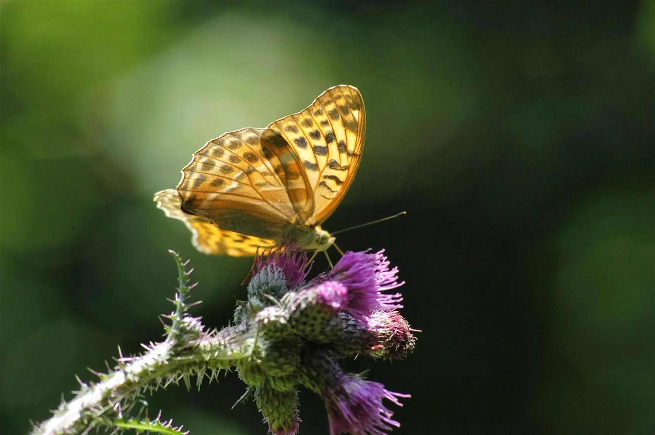 Decorative detail in Albergo Alpino da Tullio