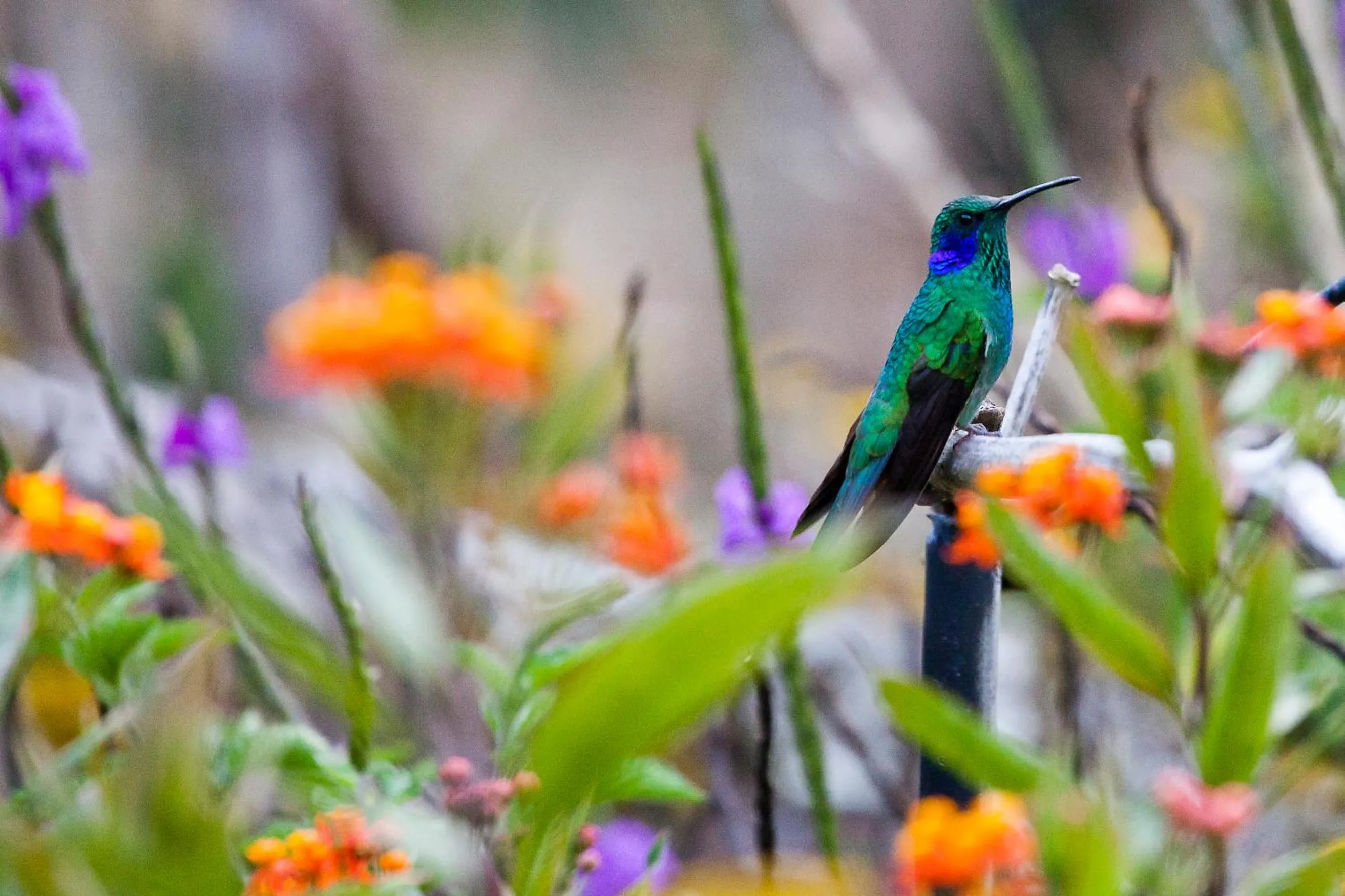Garden in Savegre Hotel Natural Reserve & Spa