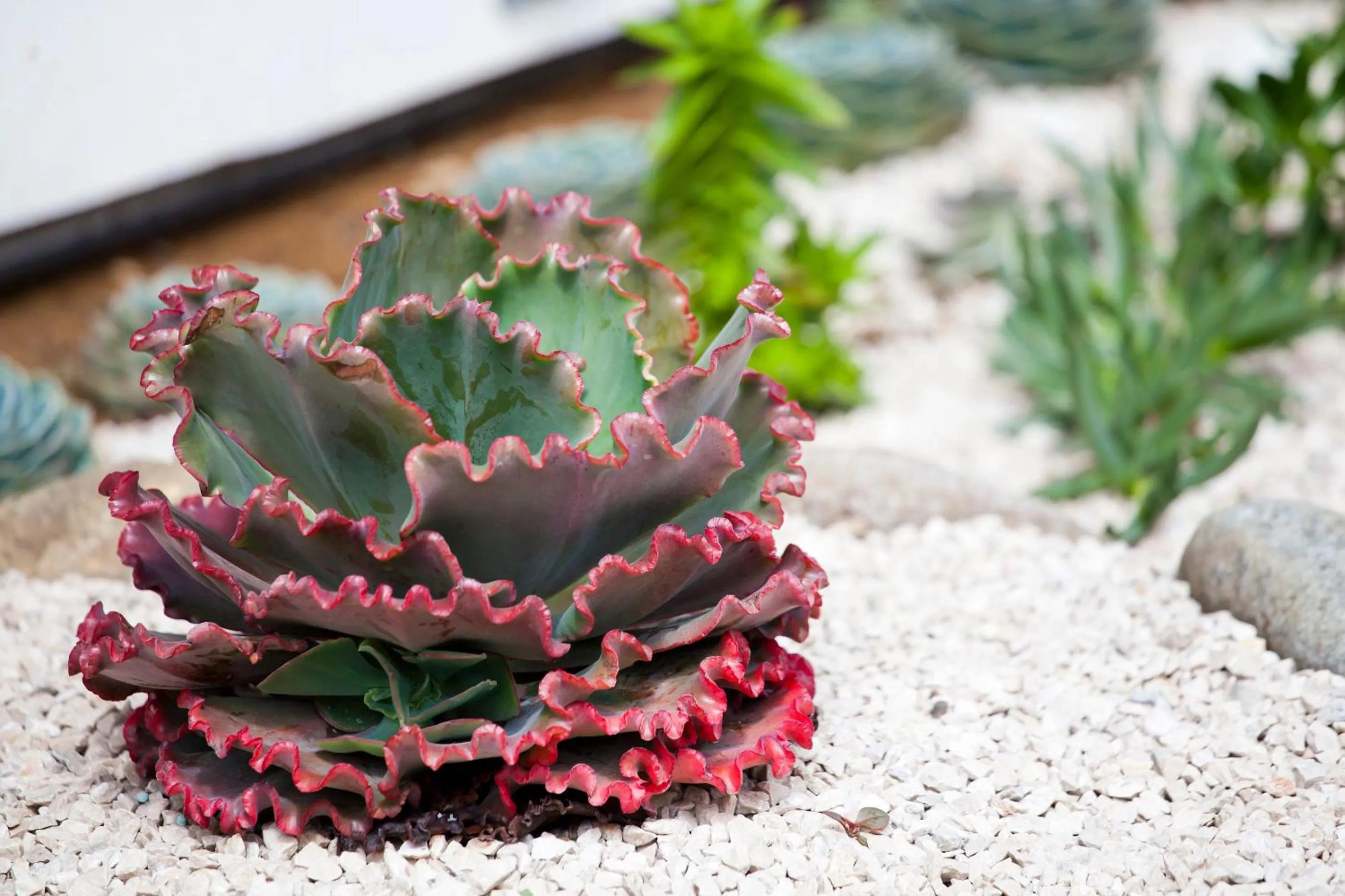 Garden in Savegre Hotel Natural Reserve & Spa