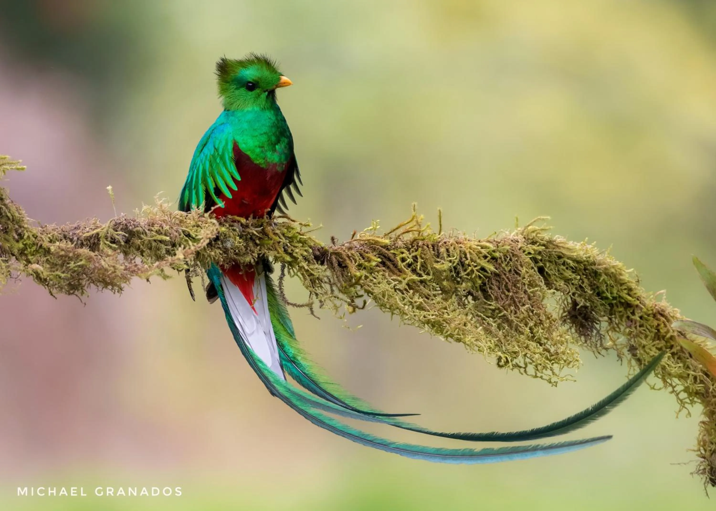 Animals in Savegre Hotel Natural Reserve & Spa