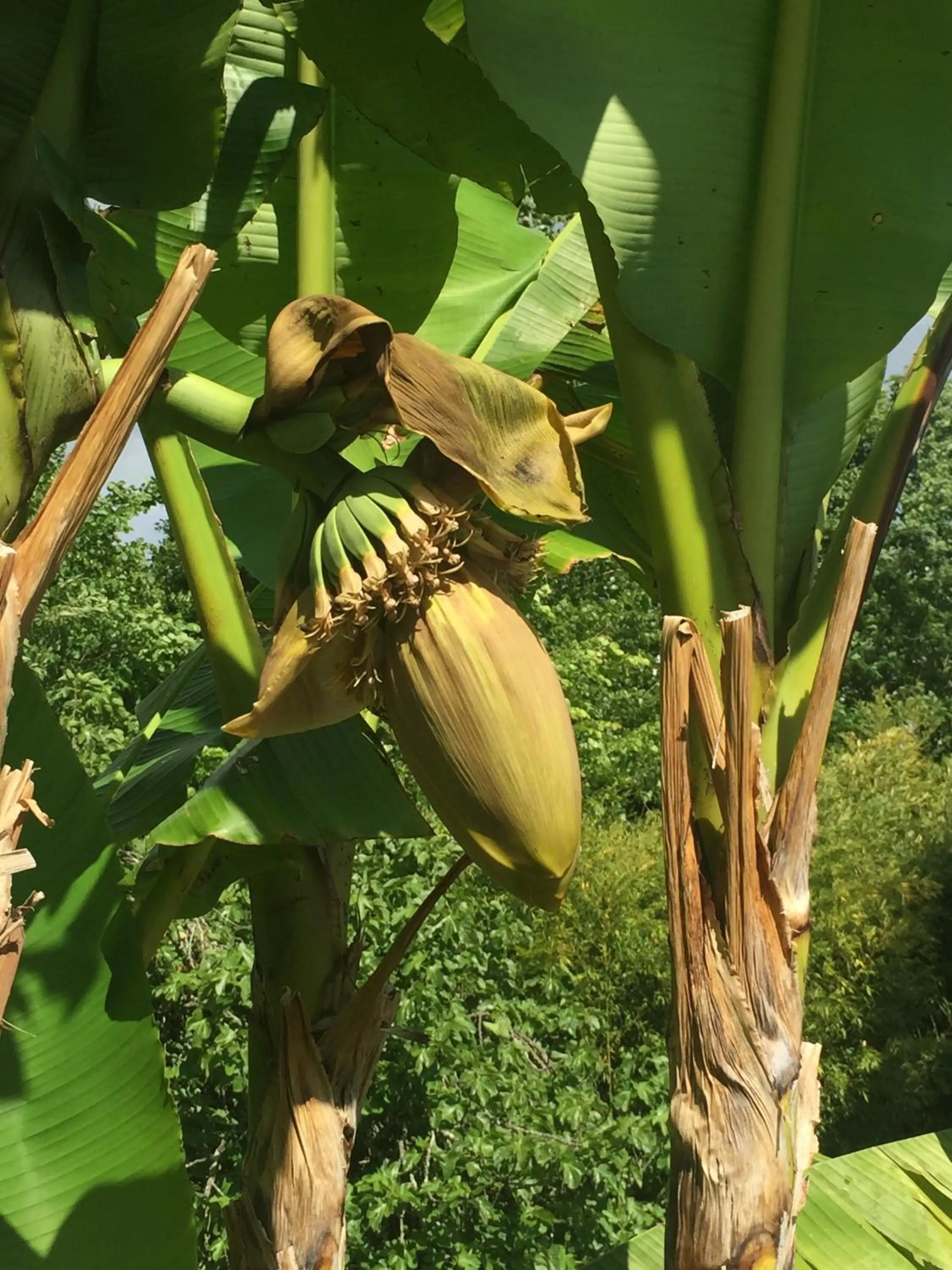 Garden view in Villa Toulousaine