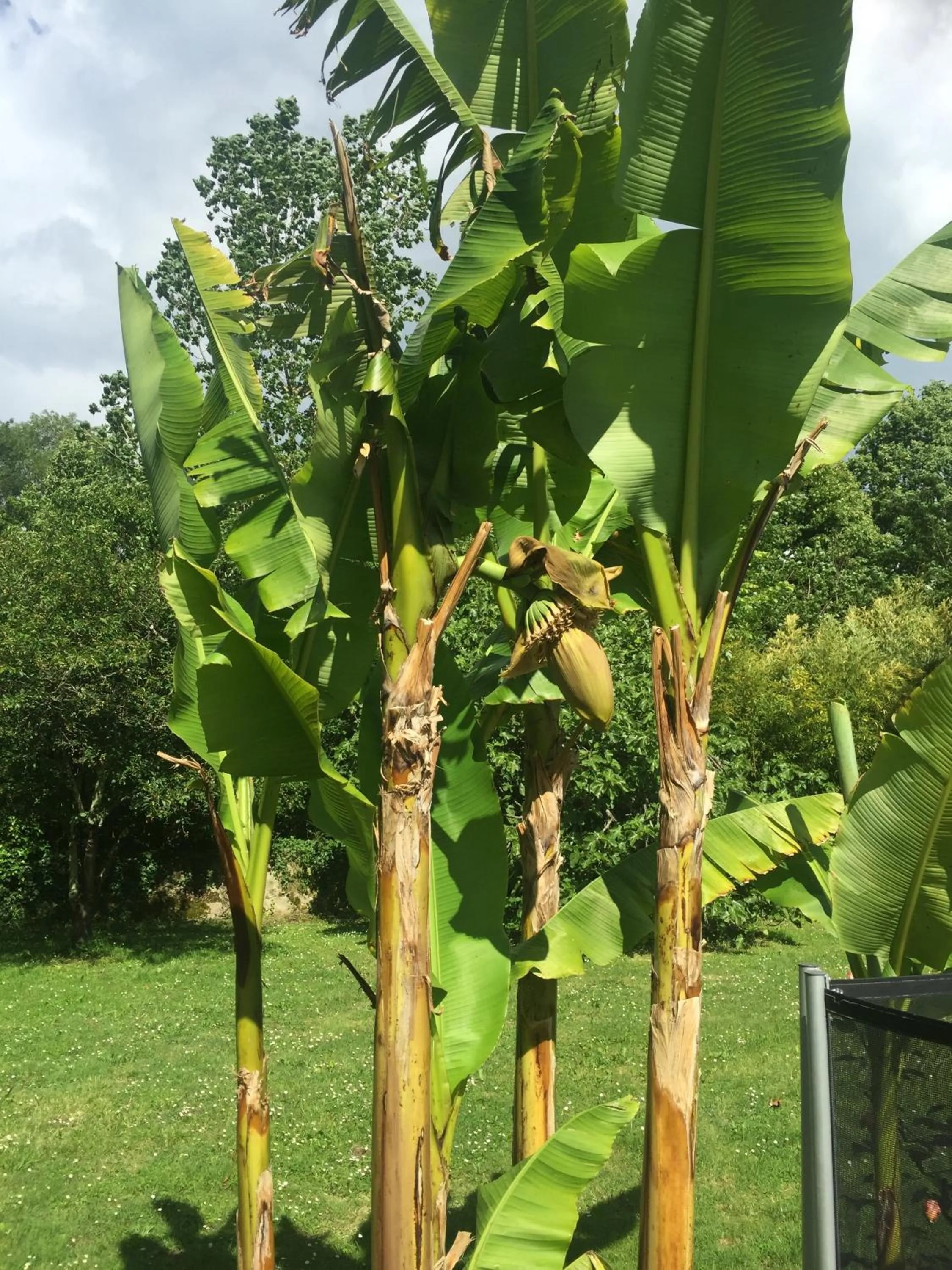 Garden view in Villa Toulousaine