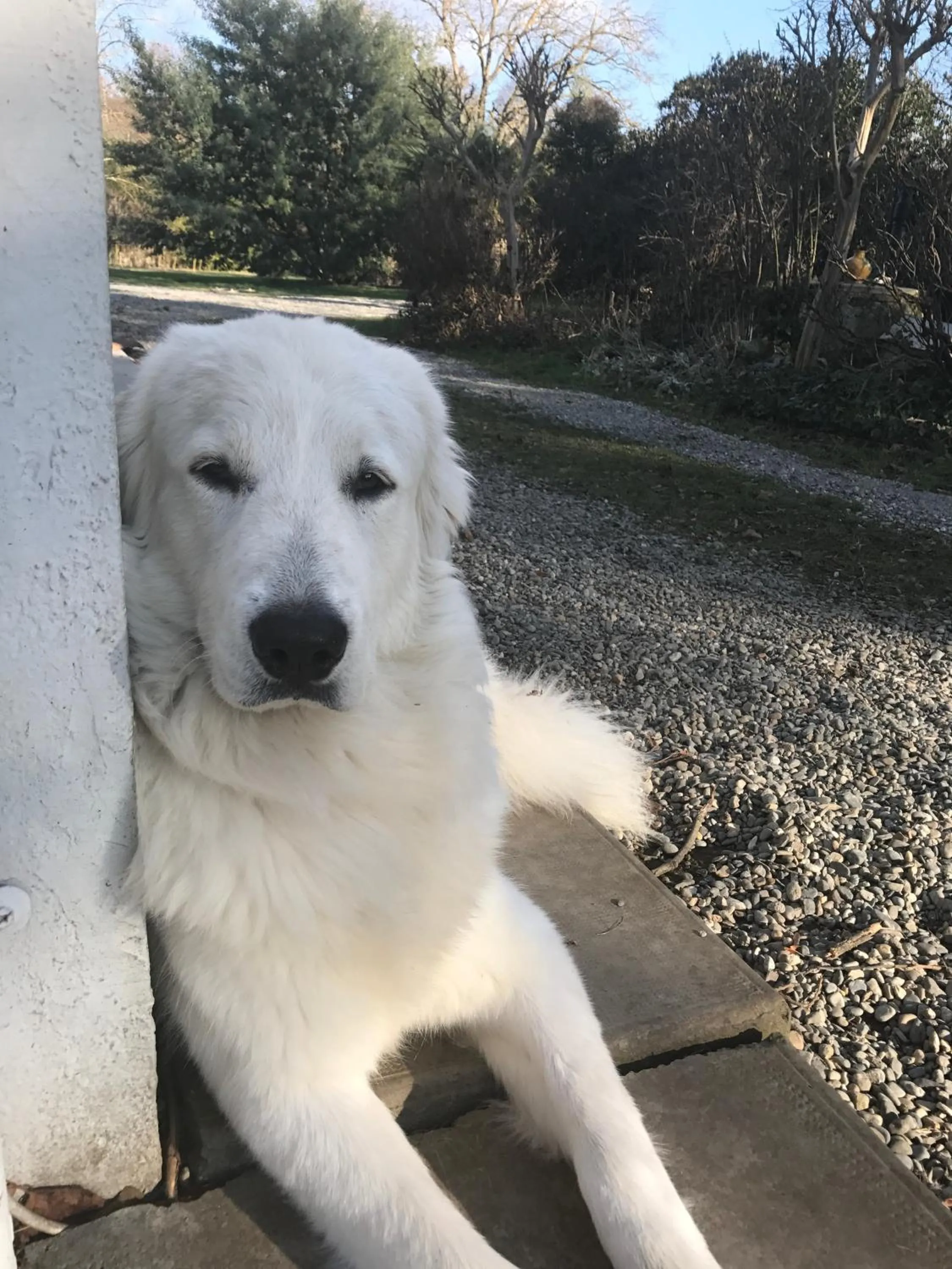 Pets in Villa Toulousaine