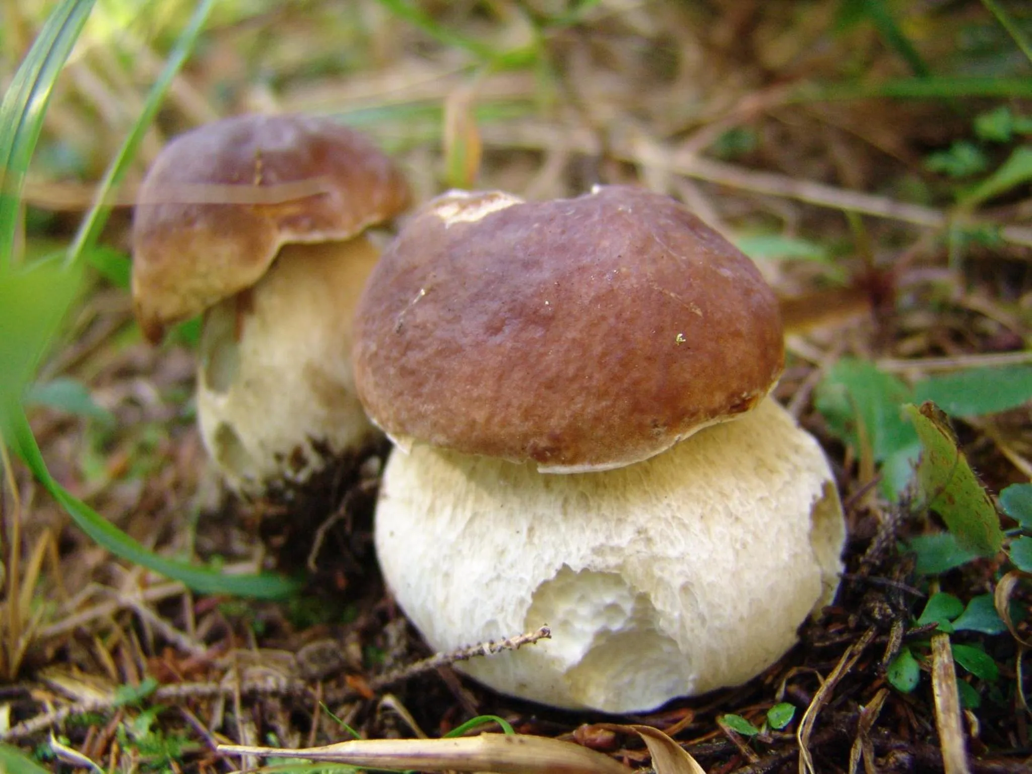 Other in Hotel Pokljuka