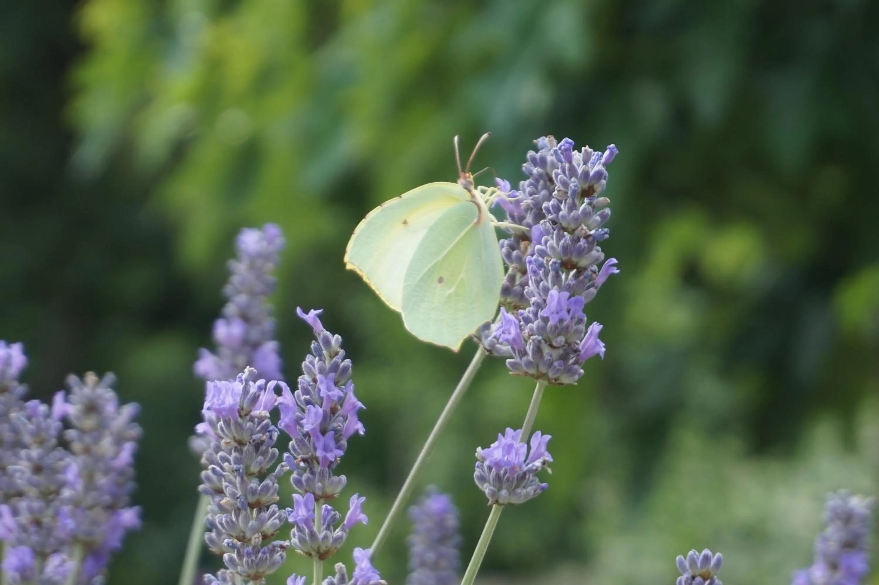 Natural landscape in Le Clos des Troubadours