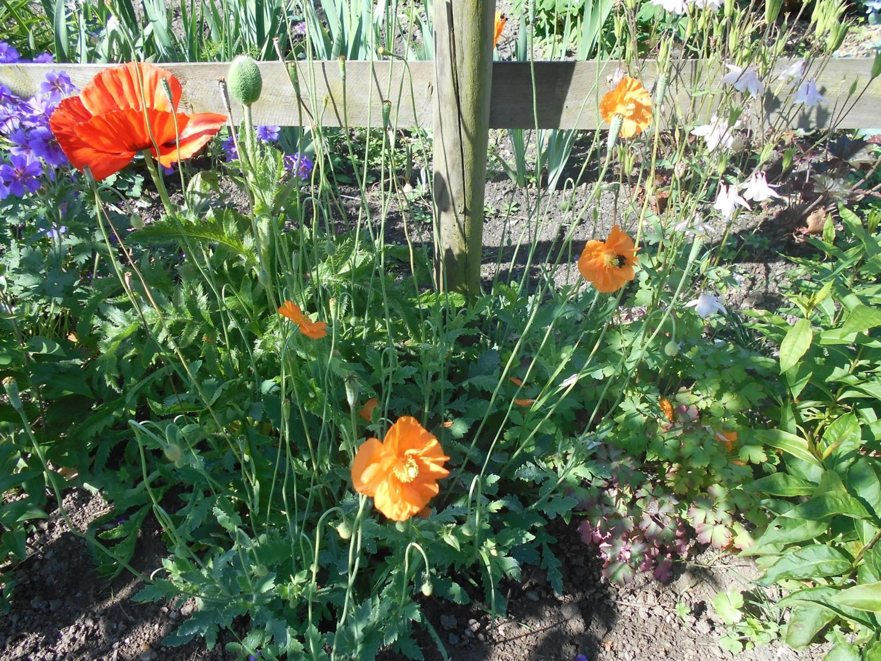 Garden in Au Bois Dormant