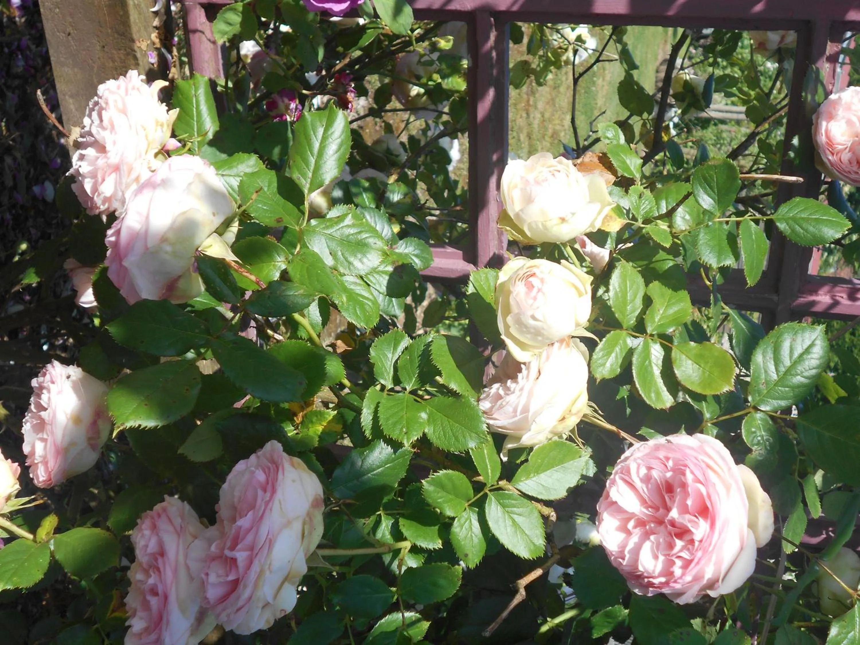 Garden in Au Bois Dormant