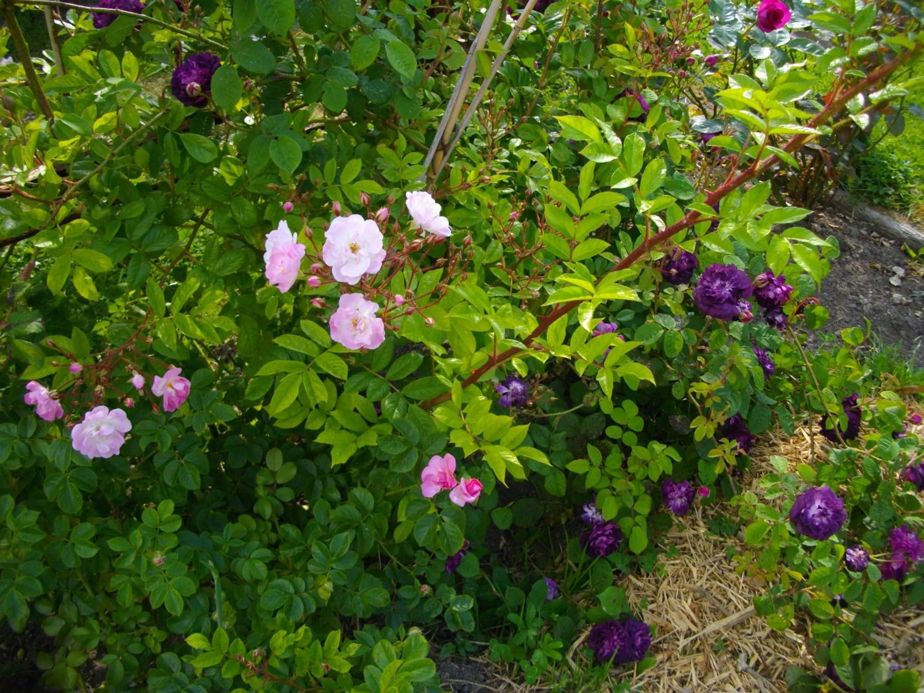 Natural landscape in Au Bois Dormant