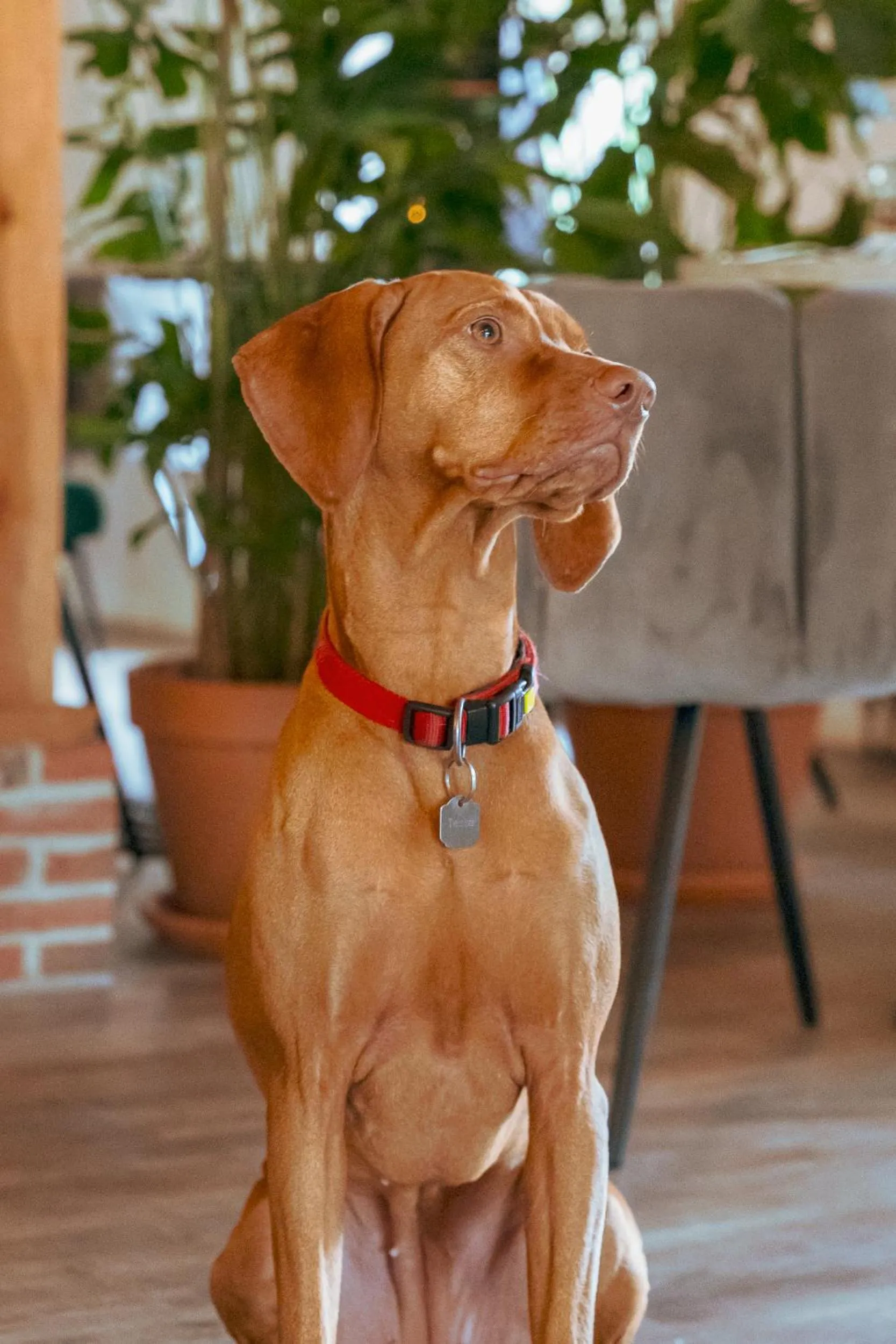 Pets in Landhotel Diever