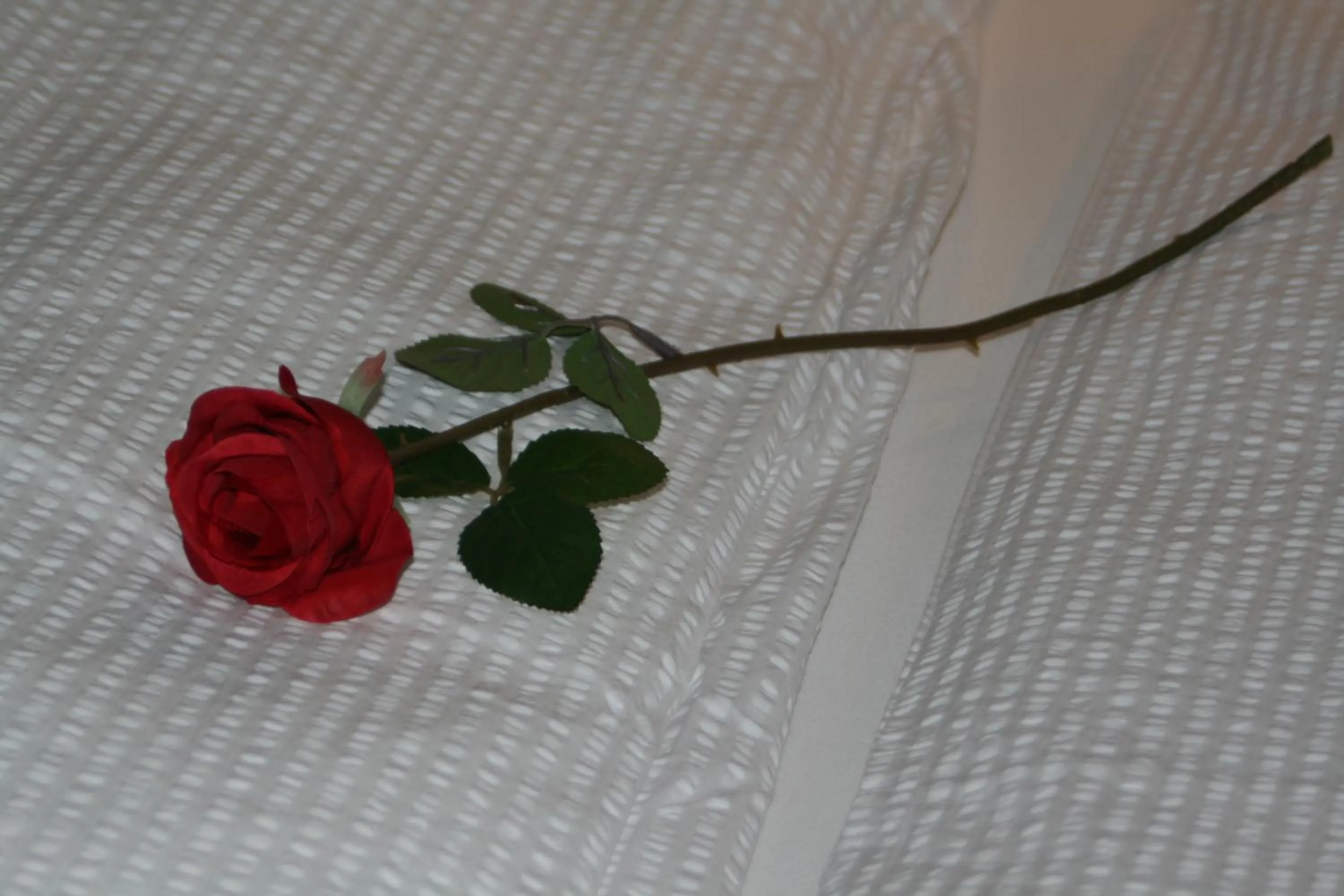 Country Dream - Langholt 2