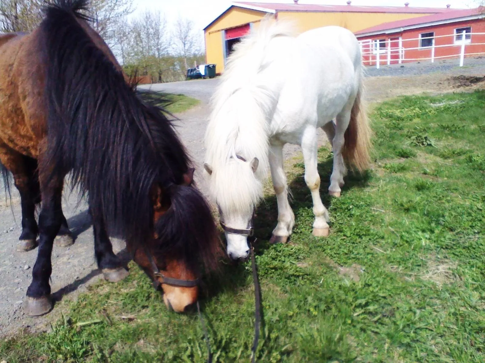 Day in Country Dream - Langholt 2