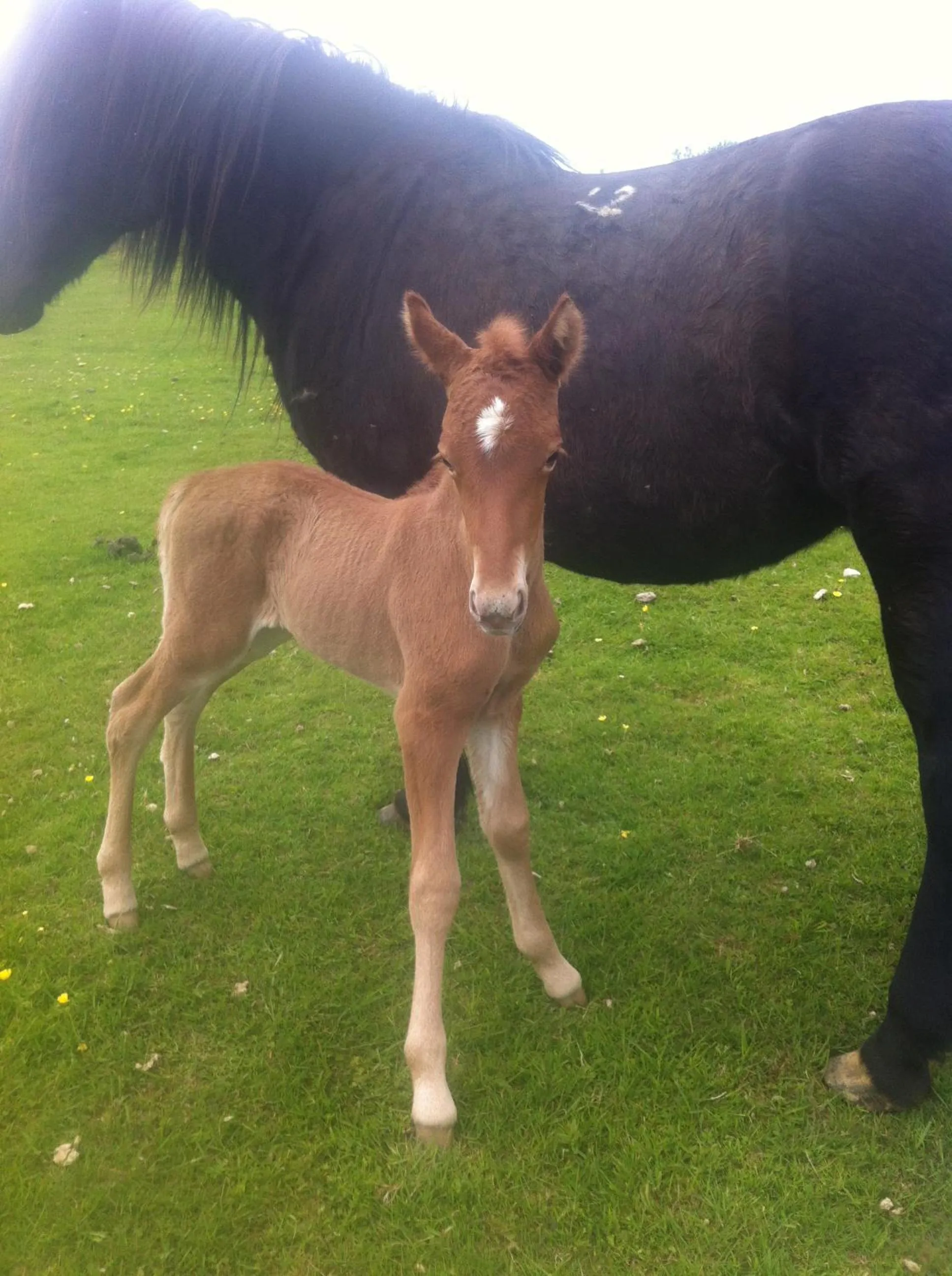 Country Dream - Langholt 2