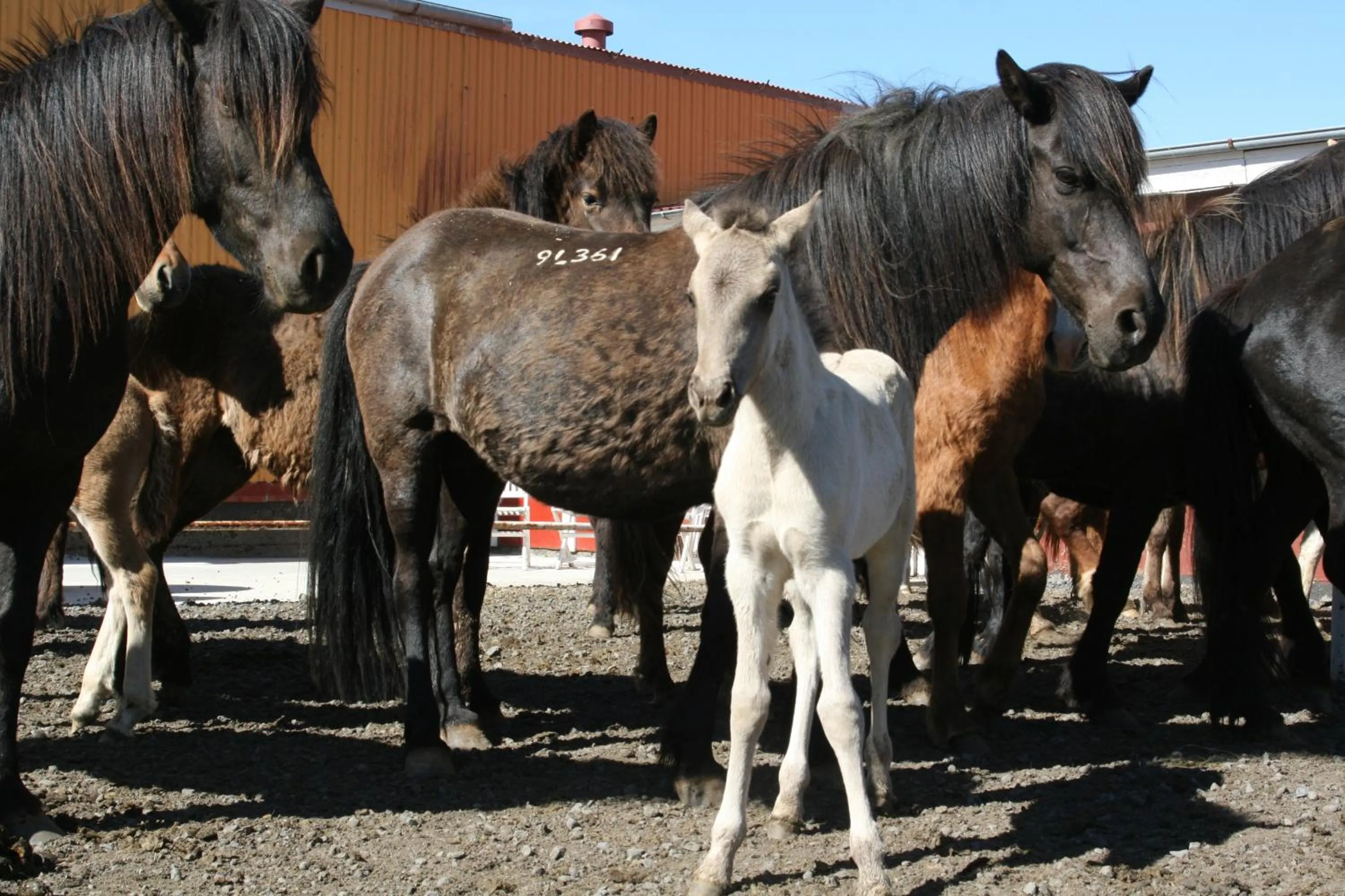 Country Dream - Langholt 2