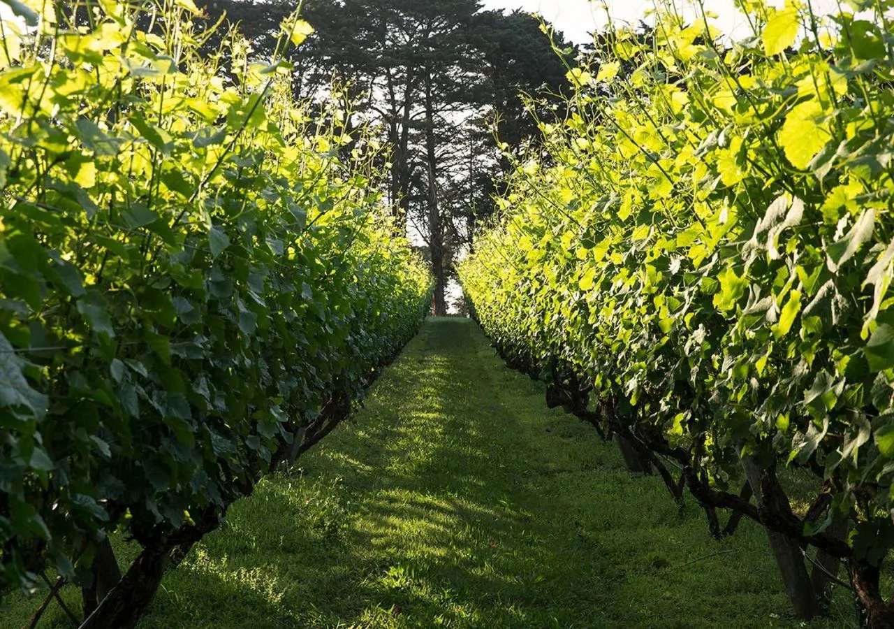 Natural landscape in Lancemore Lindenderry Red Hill