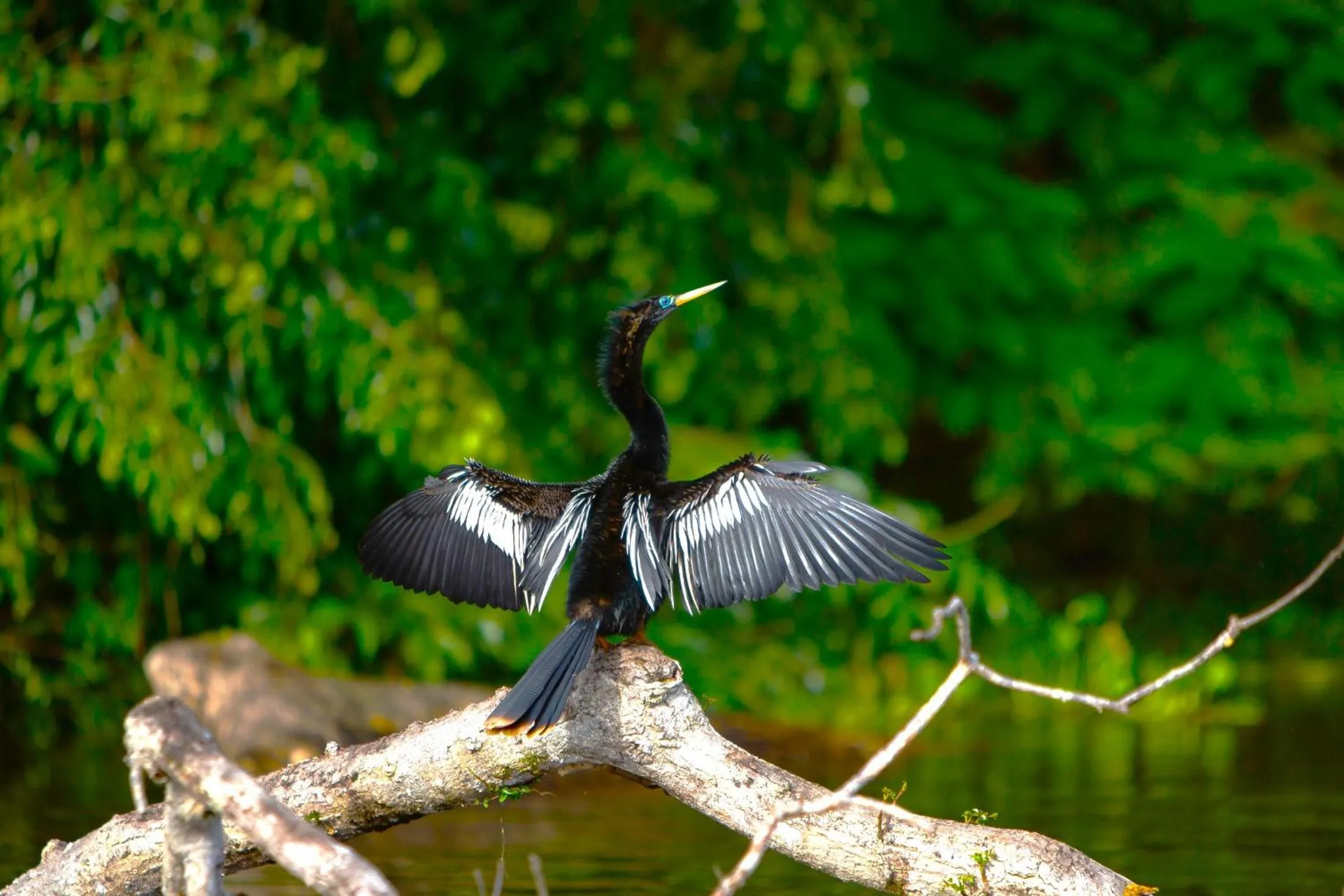 Natural landscape in Aninga Lodge