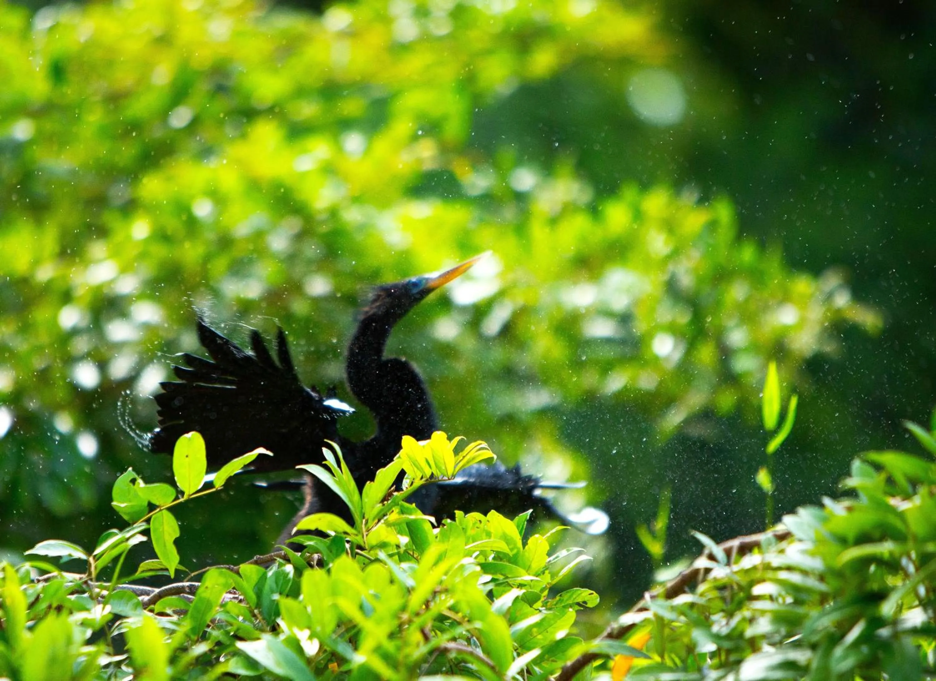 Natural landscape in Aninga Lodge