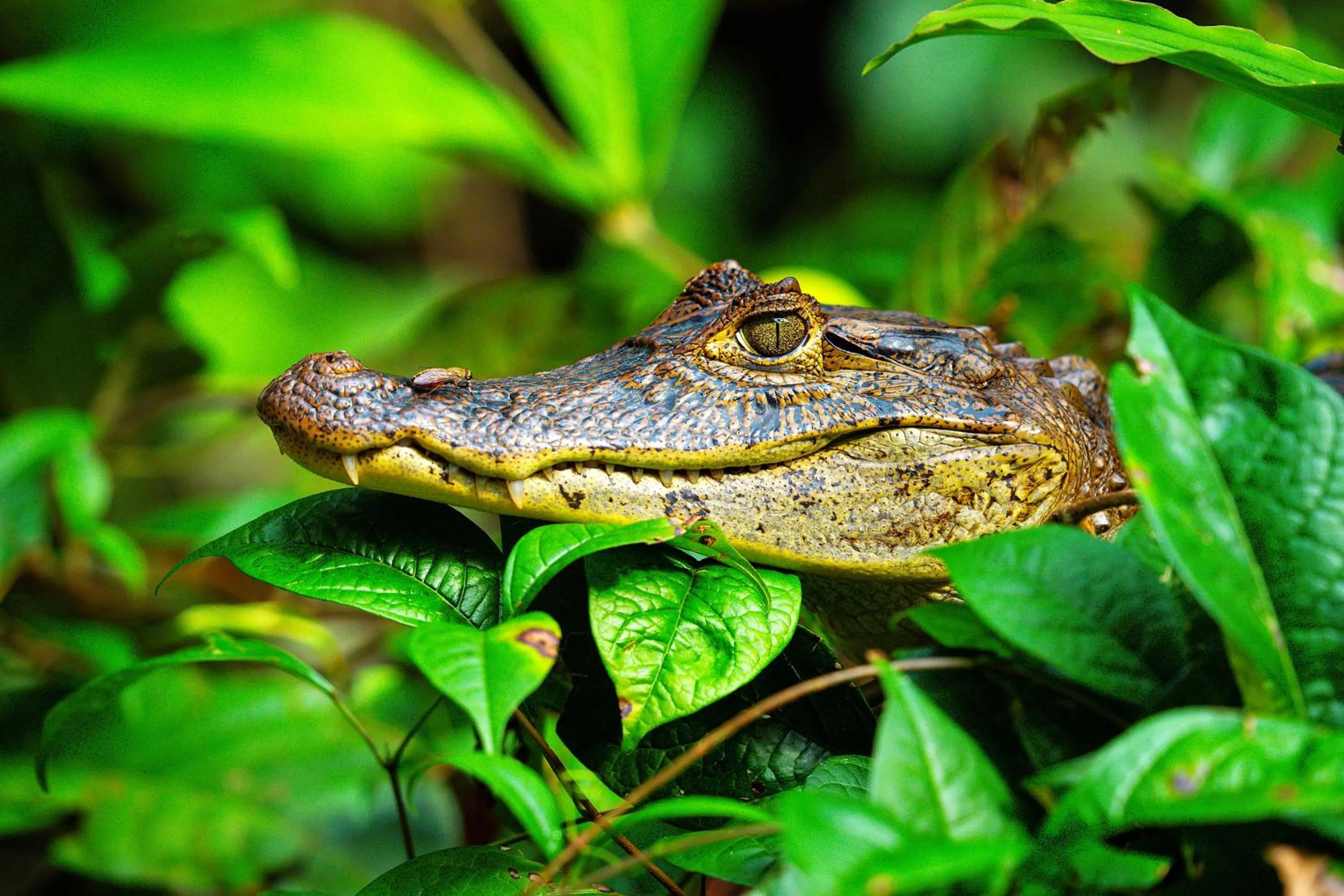 Natural landscape in Aninga Lodge