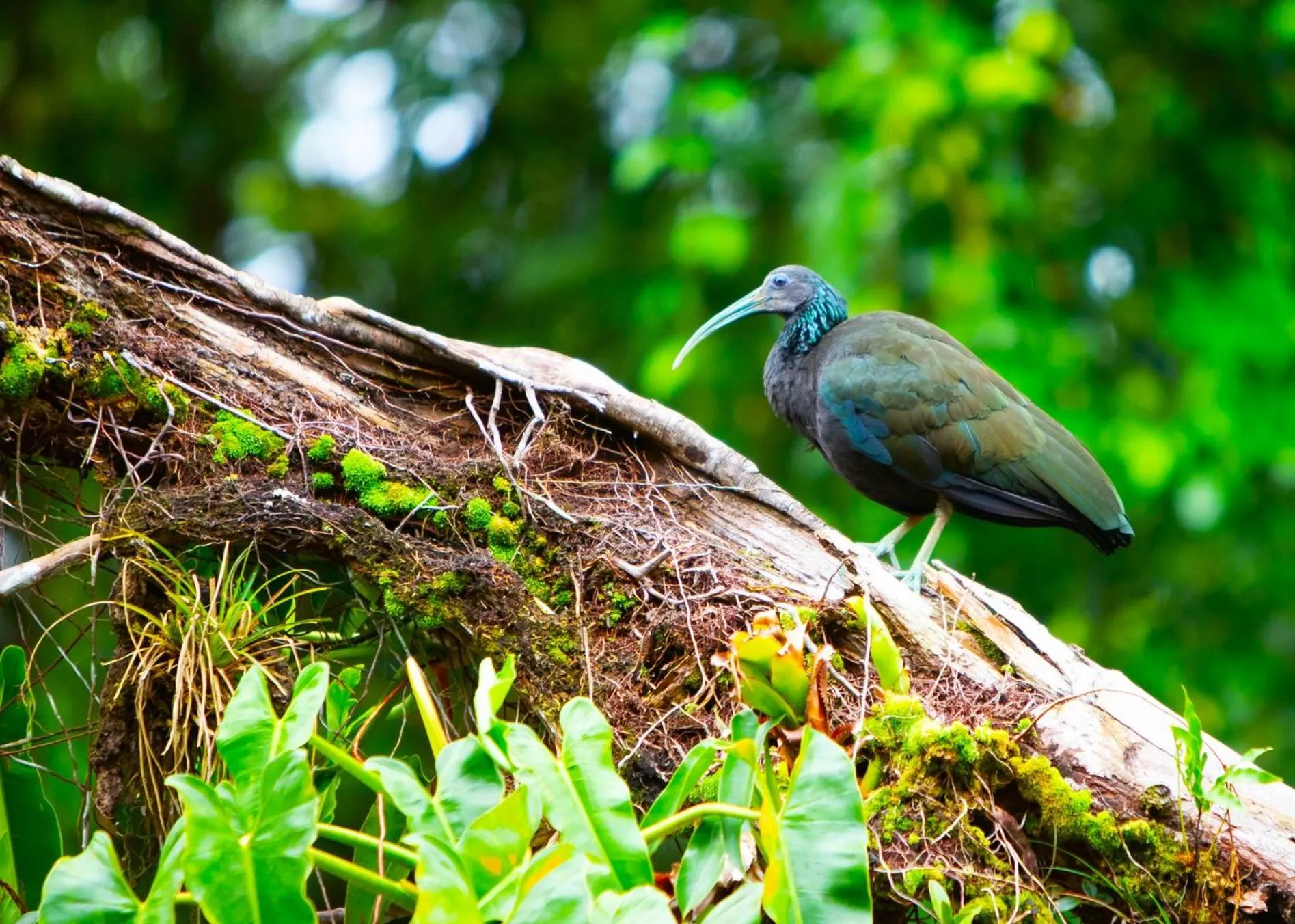 Natural landscape in Aninga Lodge
