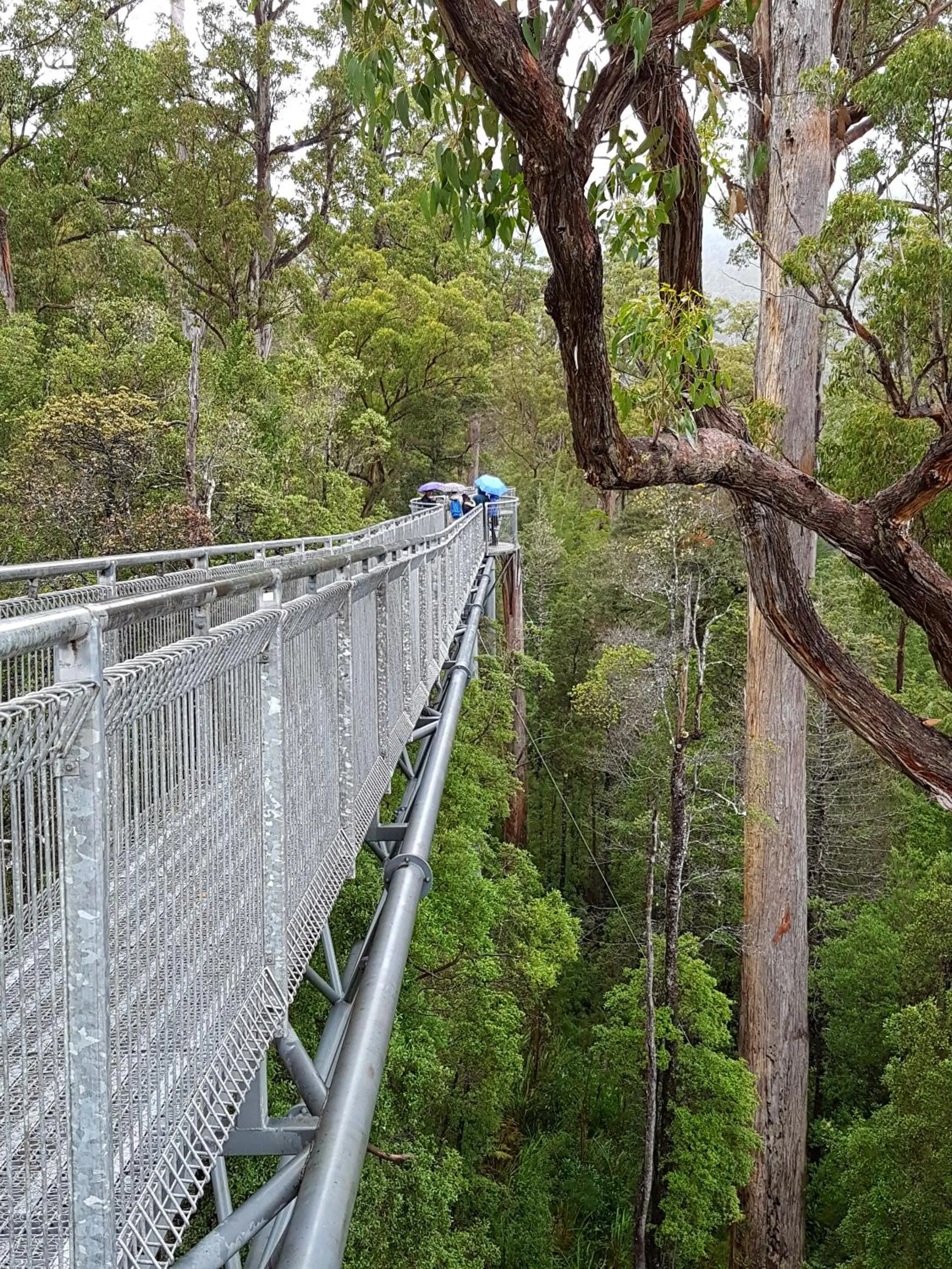 Natural landscape in Tahune AirWalk Cabin and Lodge