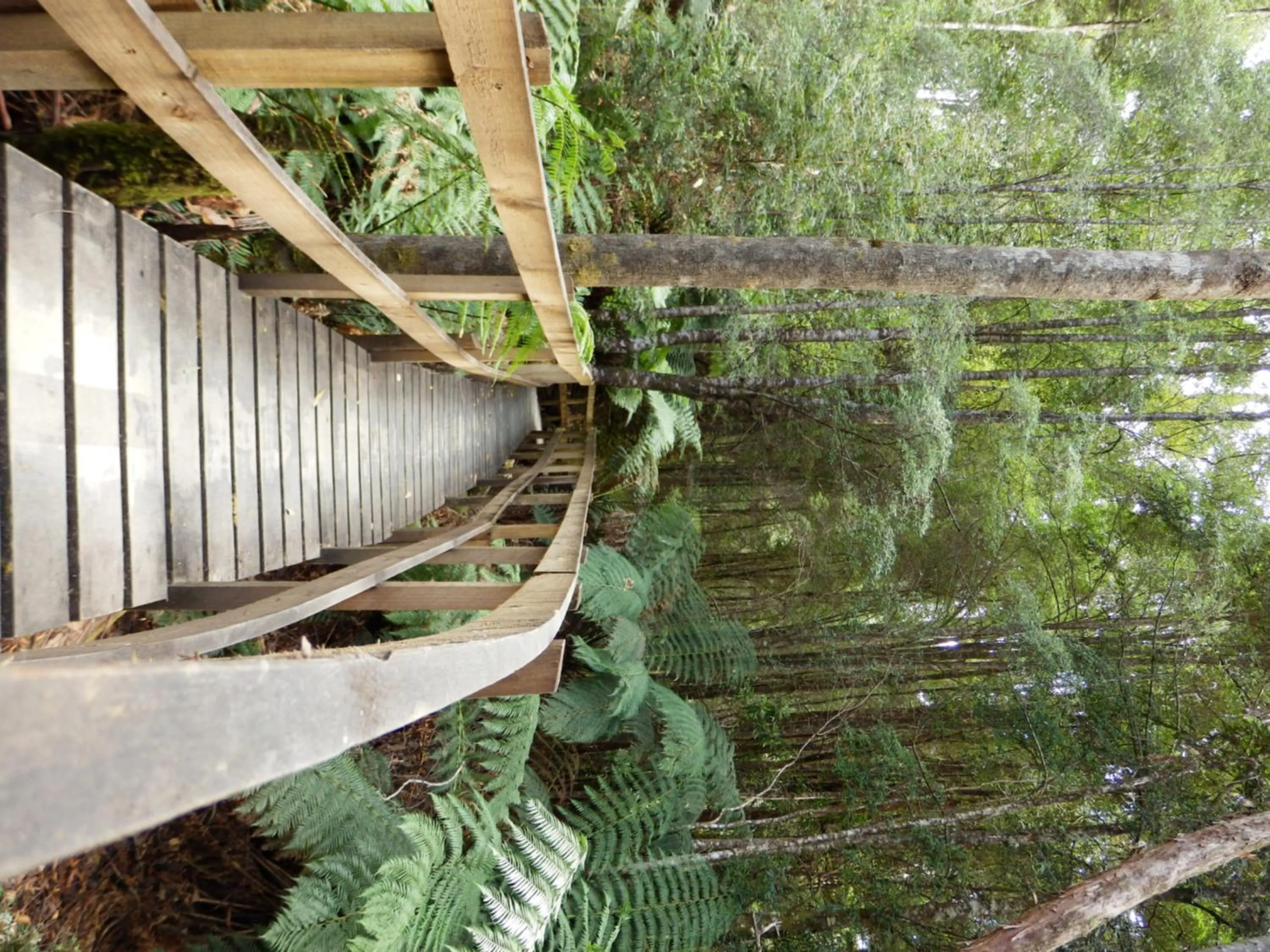 Hiking in Tahune AirWalk Cabin and Lodge