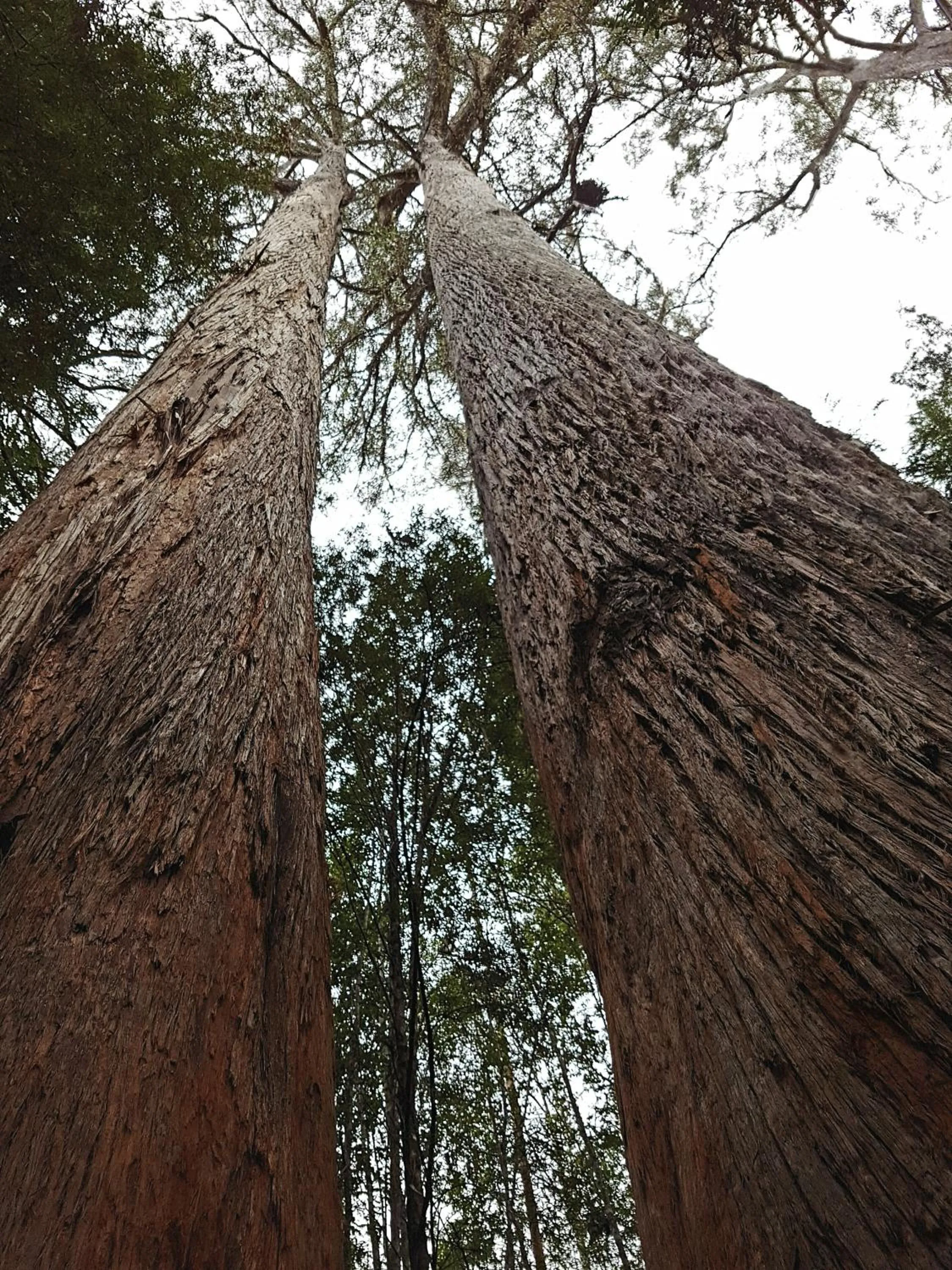 Natural landscape in Tahune AirWalk Cabin and Lodge
