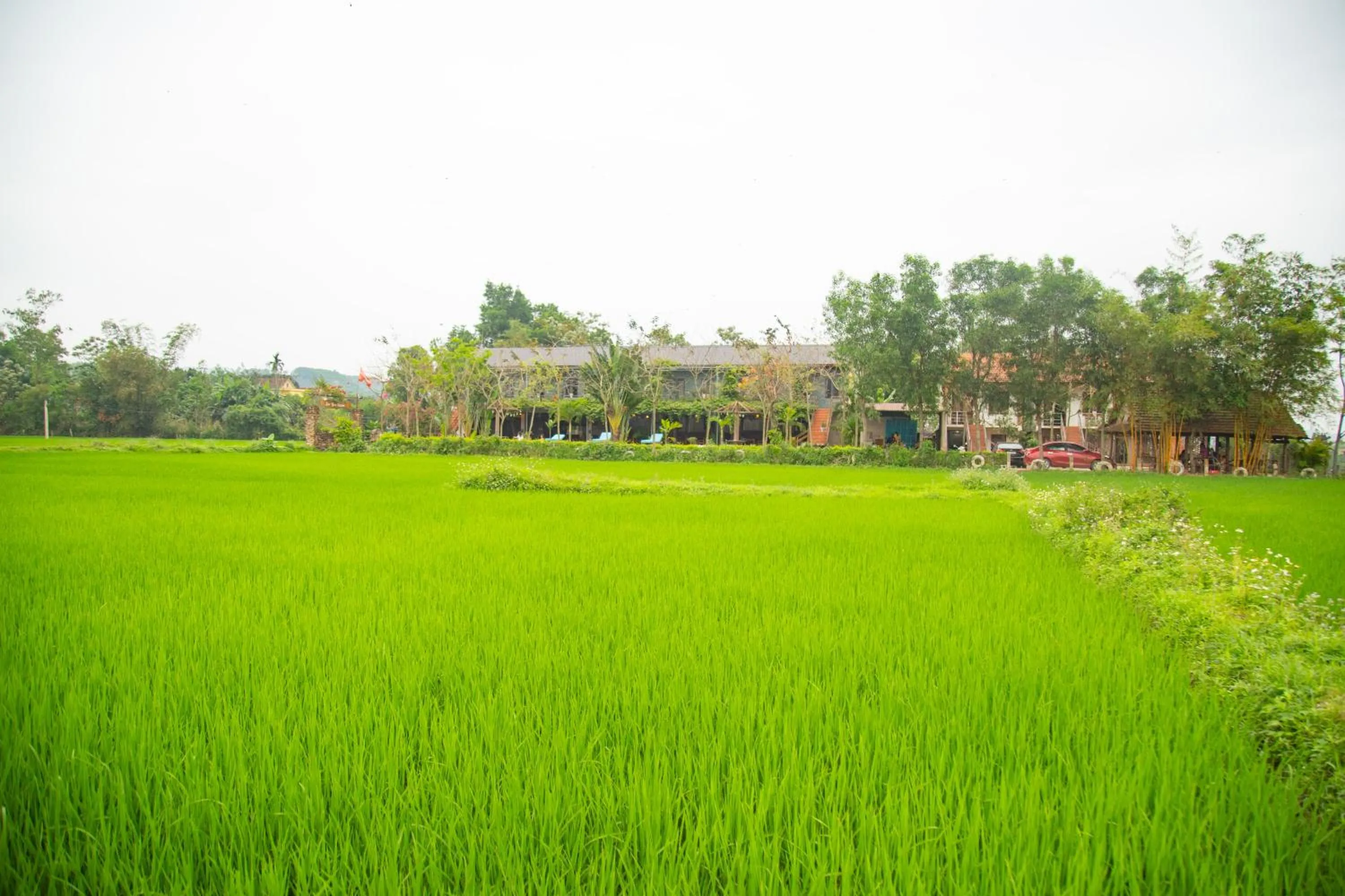 Garden view in Jungle Boss Travel Lodge