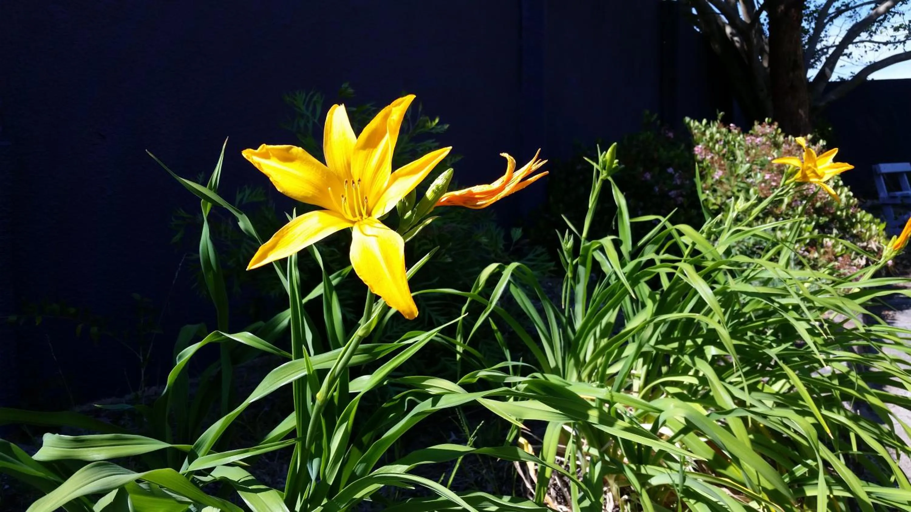Garden in Karuah Gardens Motel