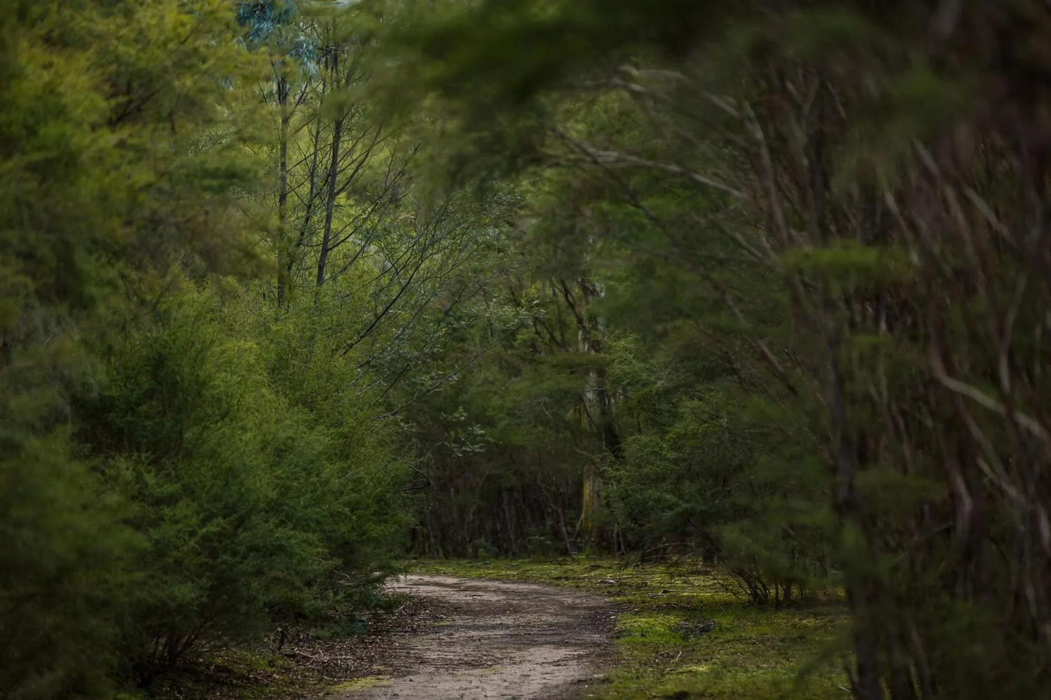 Hiking in Yering Gorge Cottages