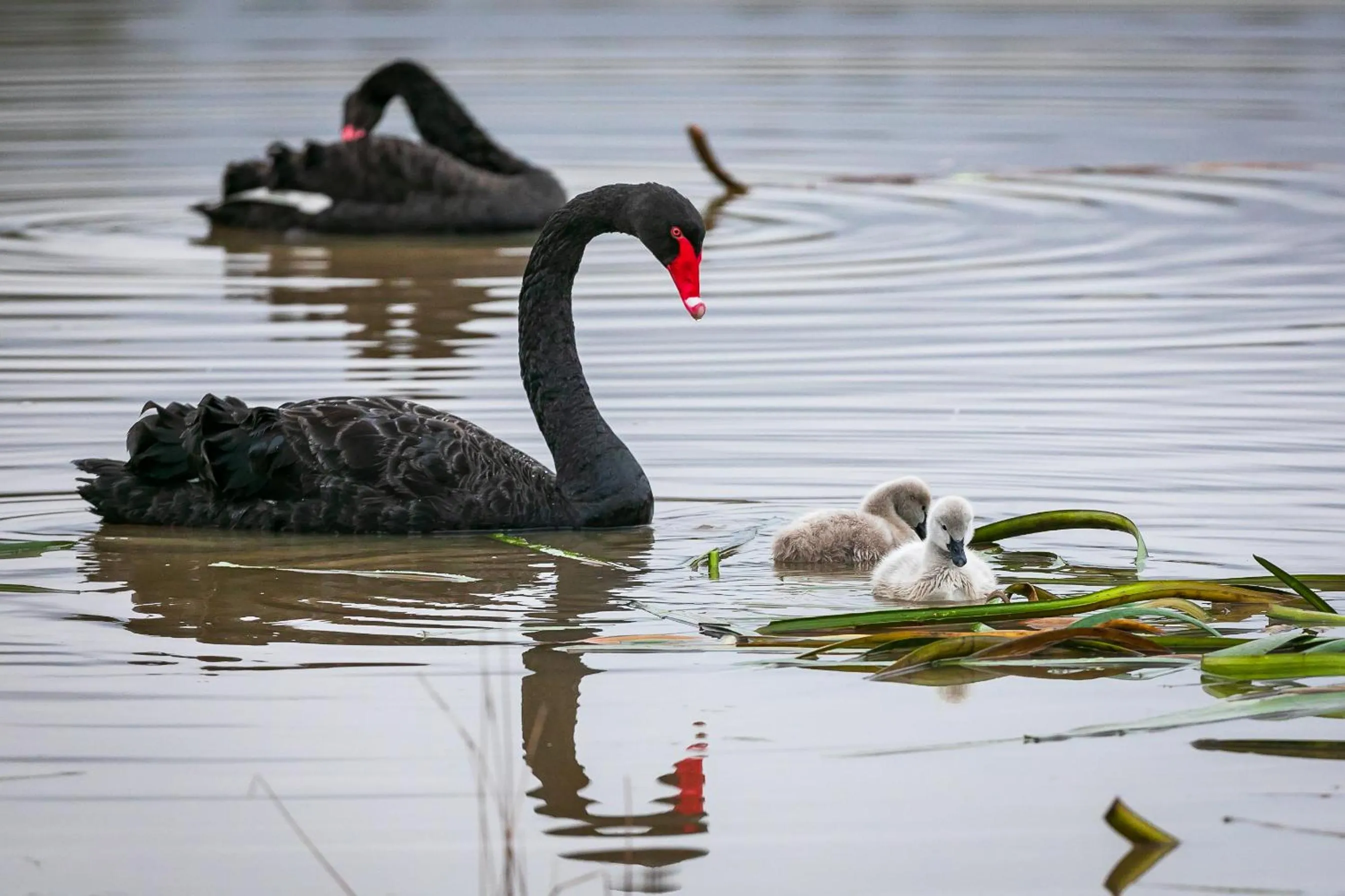 Day in Yering Gorge Cottages